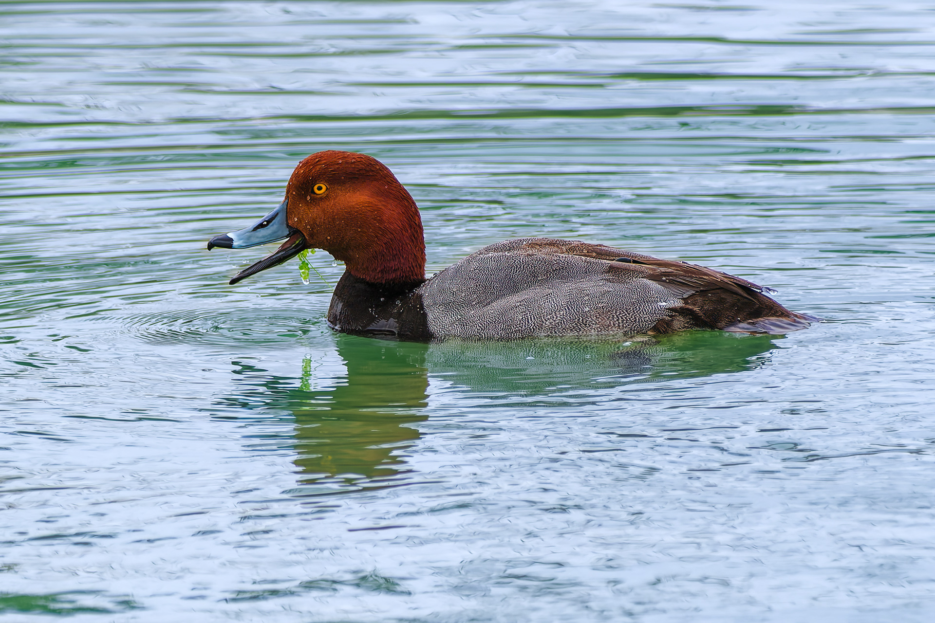 260216-811 Redhead (Aythya americana)