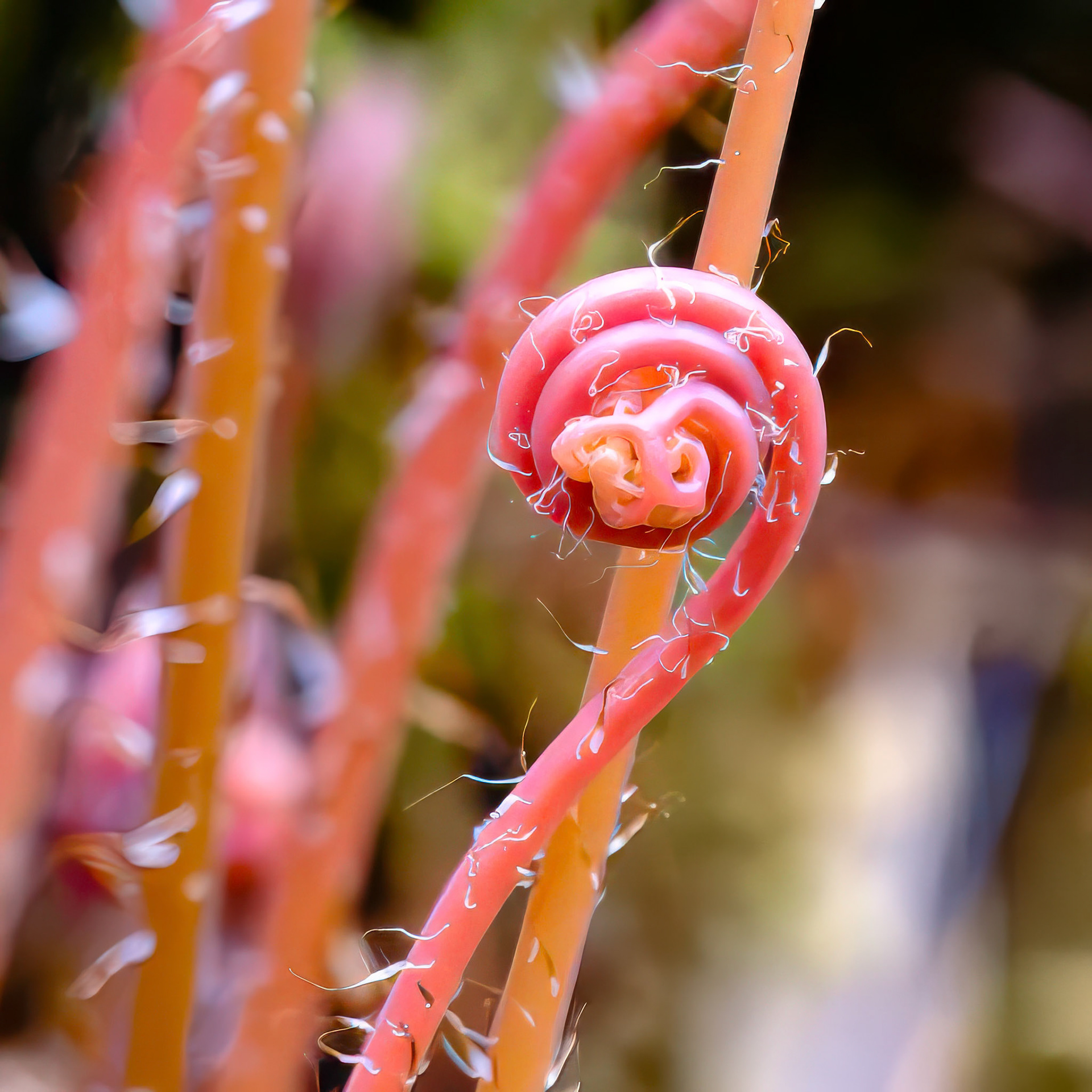 250427-788 Orange-Red Fiddlehead