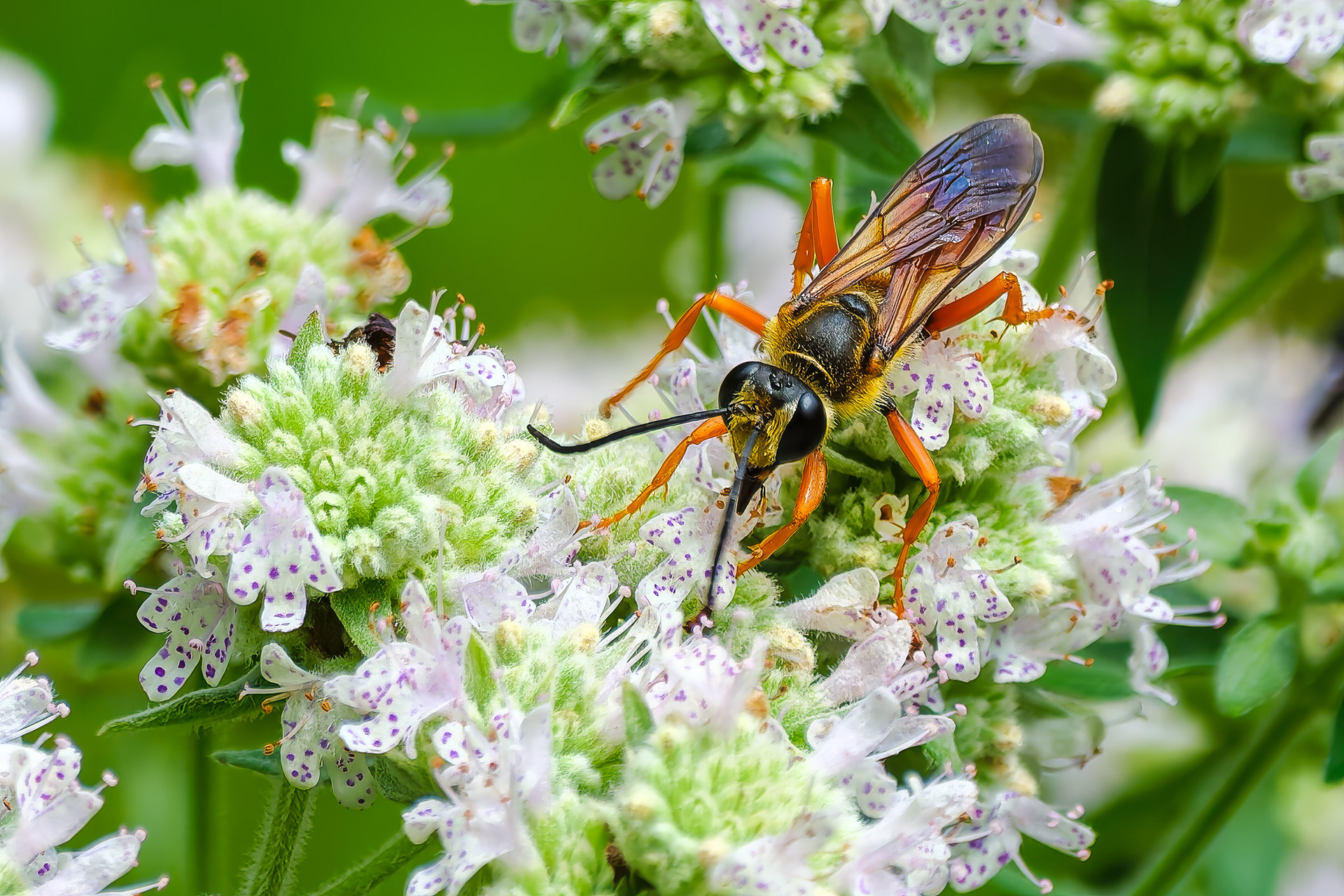 250814-589 Great Golden Digger Wasp (Sphex ichneumoneus)
