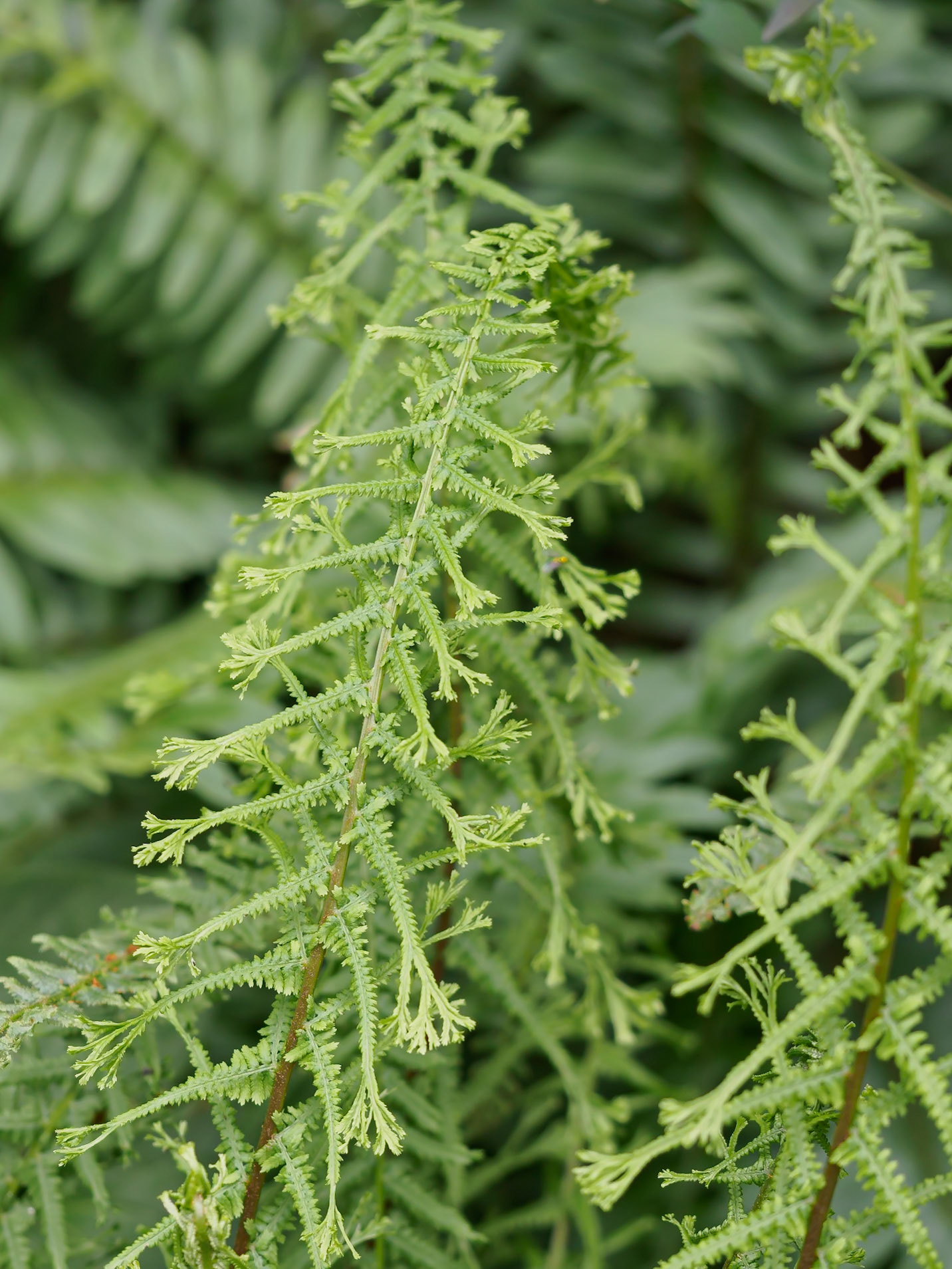 24617-053 Lady Fern (Athyrium angustum 'Victoriae')