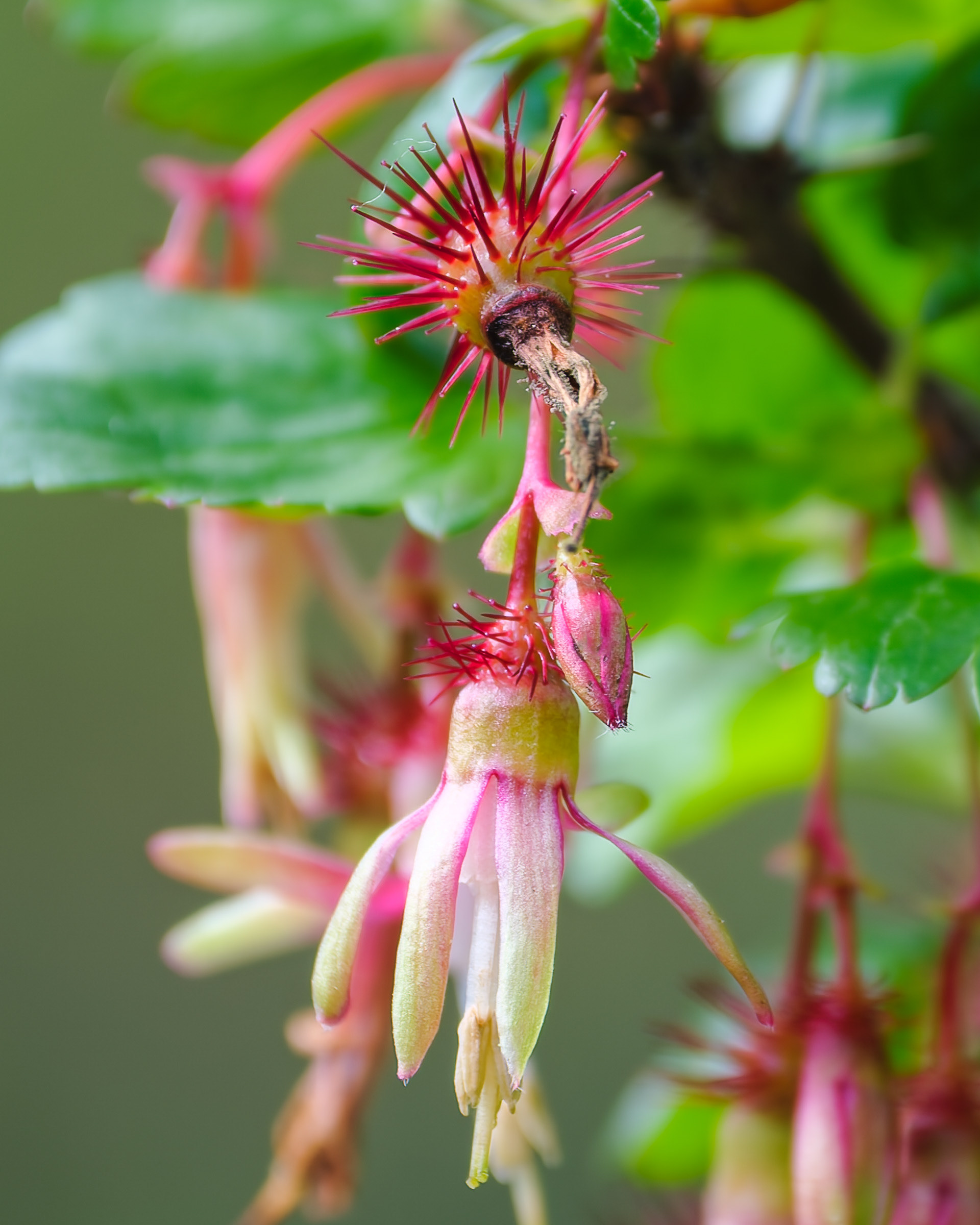 260213-637 Hillside Gooseberry (Ribes Californicum)