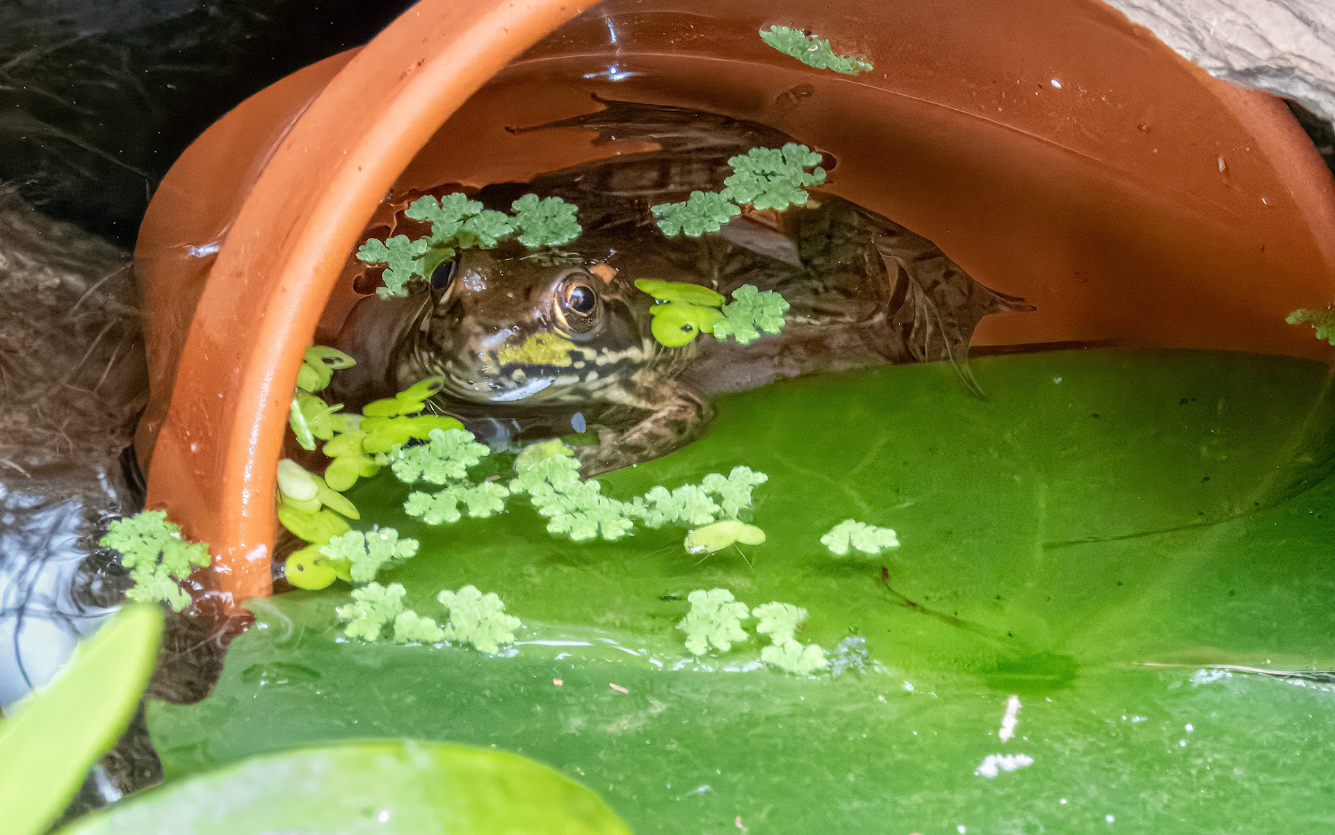 If You Build It They Will Come ©dag