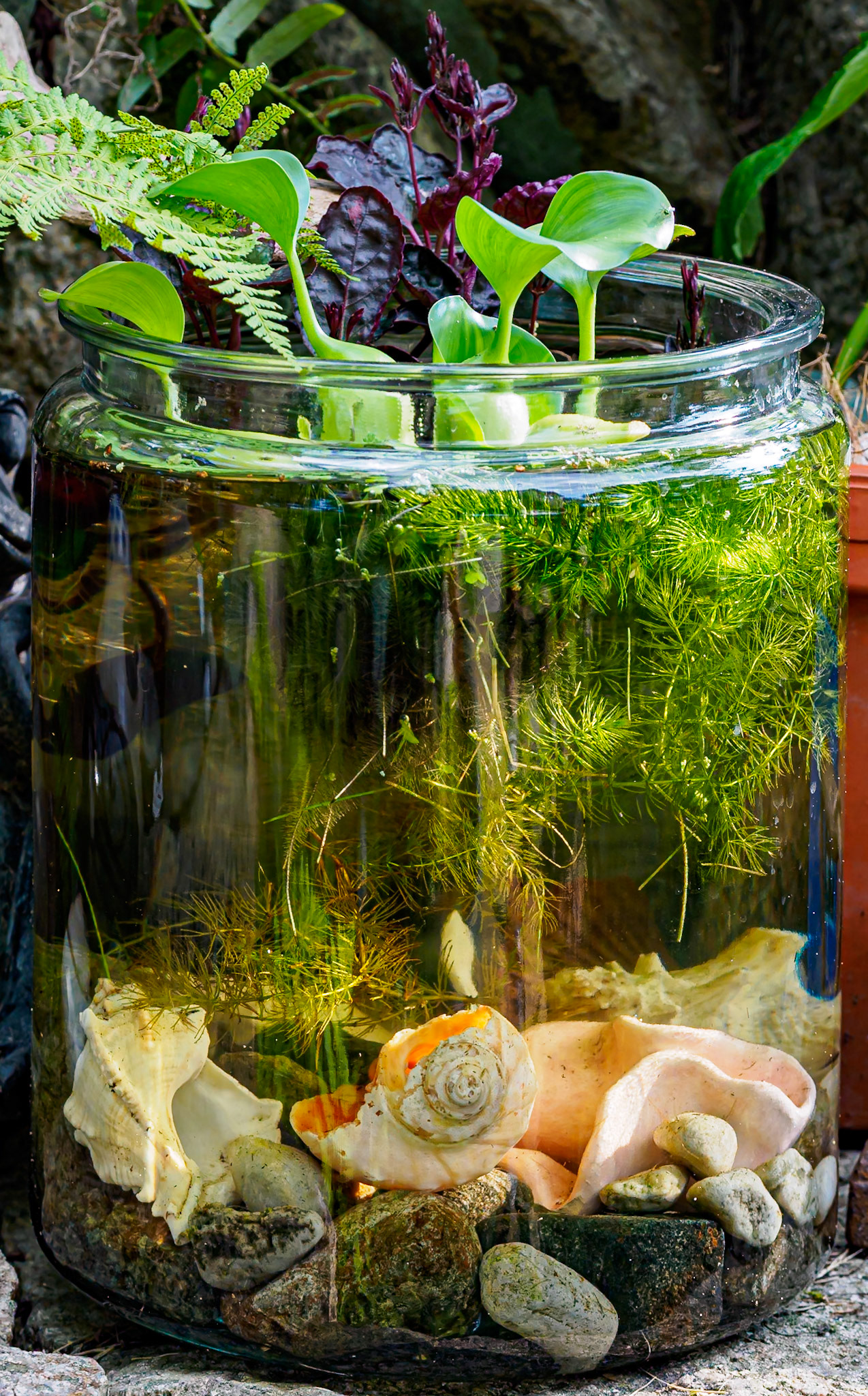 24726-029 See-thru Pond