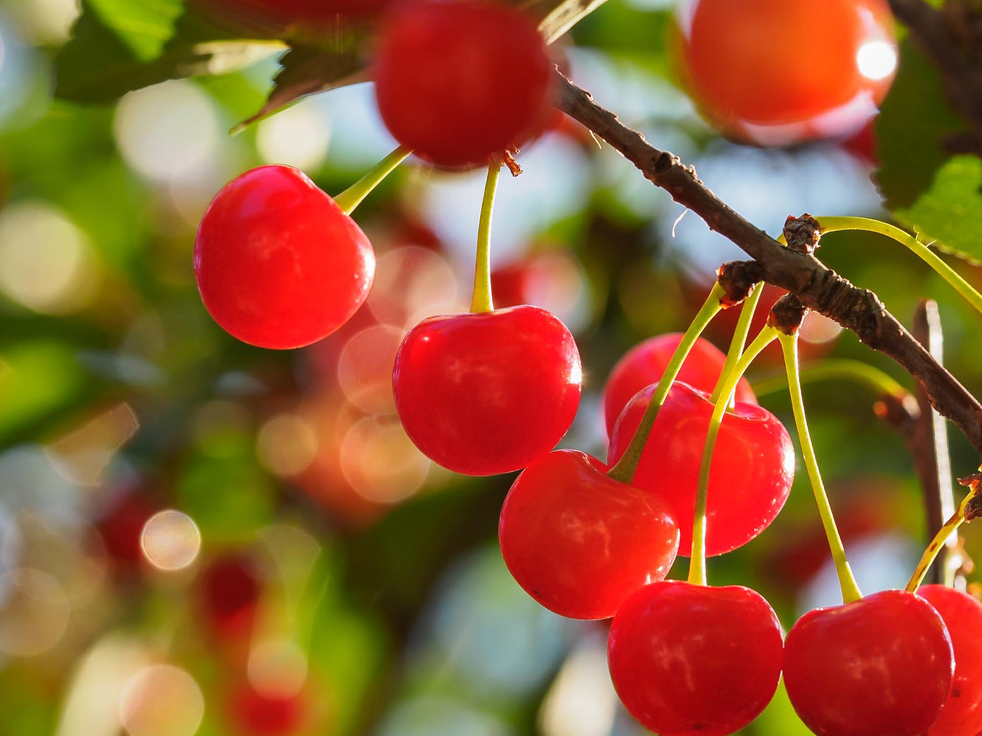 17628021 Dancing Cherries