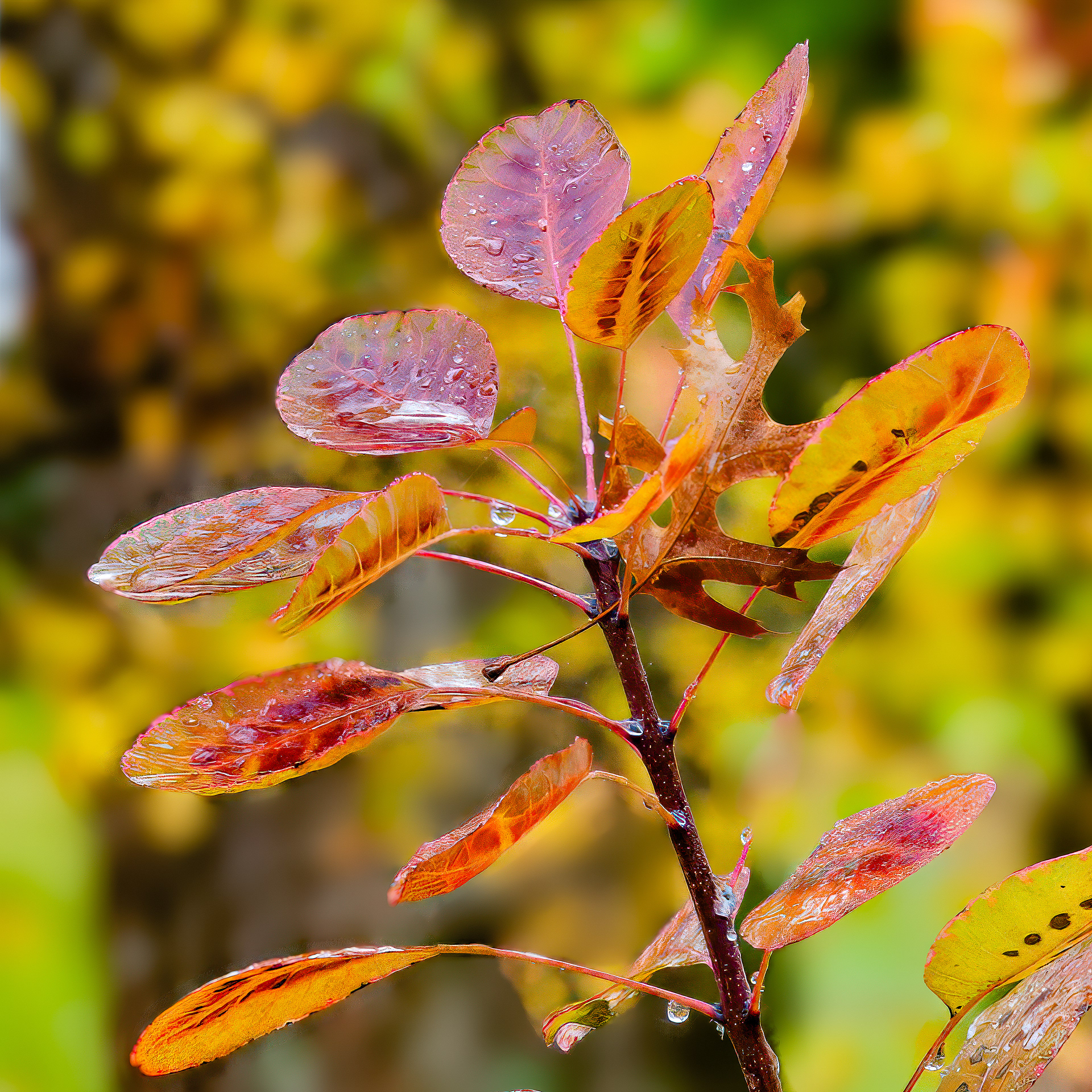 251030-256 Smokebush