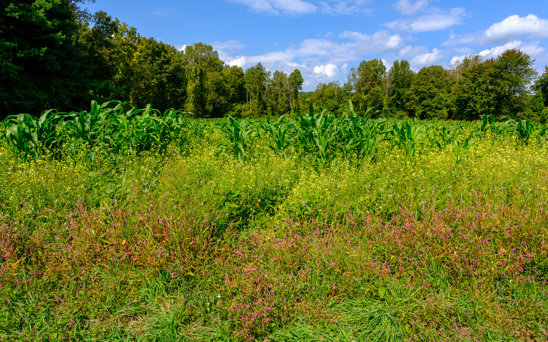 250914-894 Field