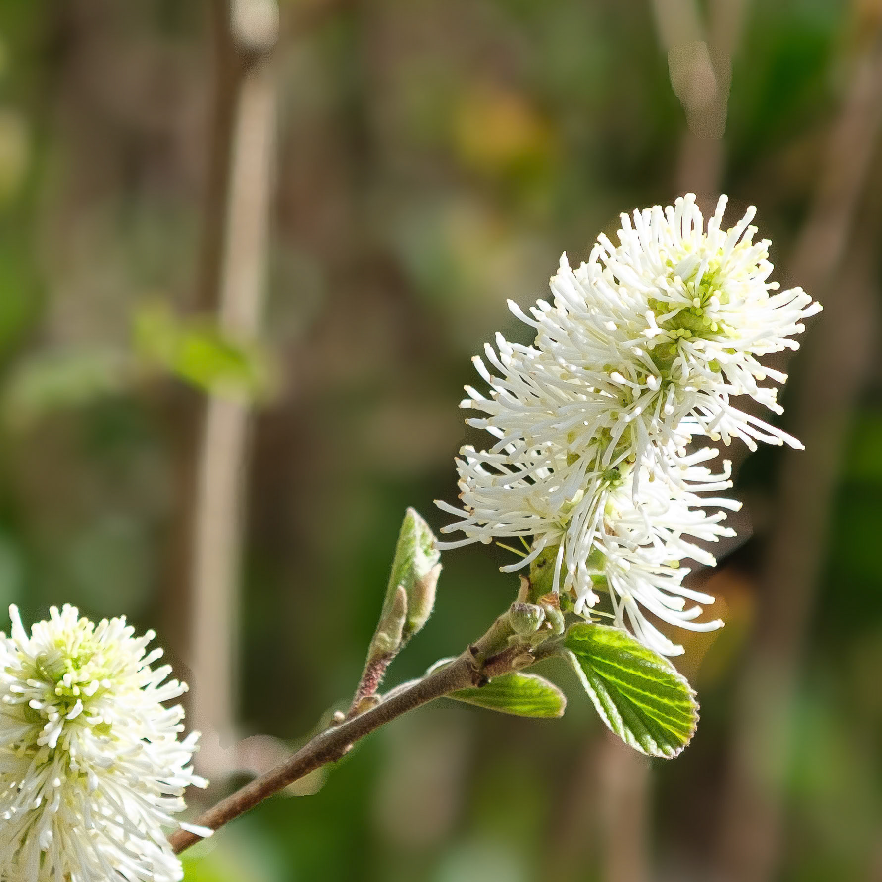 250429-861 Witch-Alders (Genus Fothergilla)
