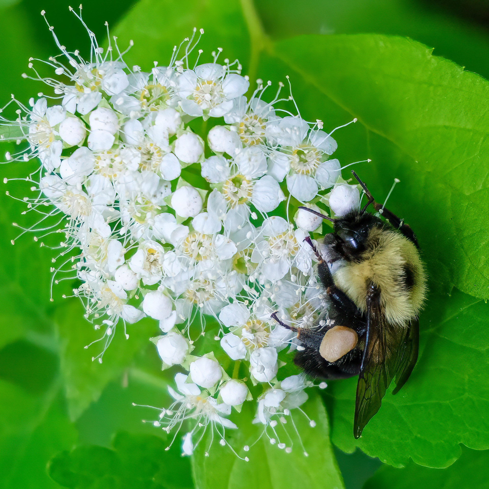 250615-708 Two-spotted Bumble Bee (Bombus bimaculatus) on Spirea