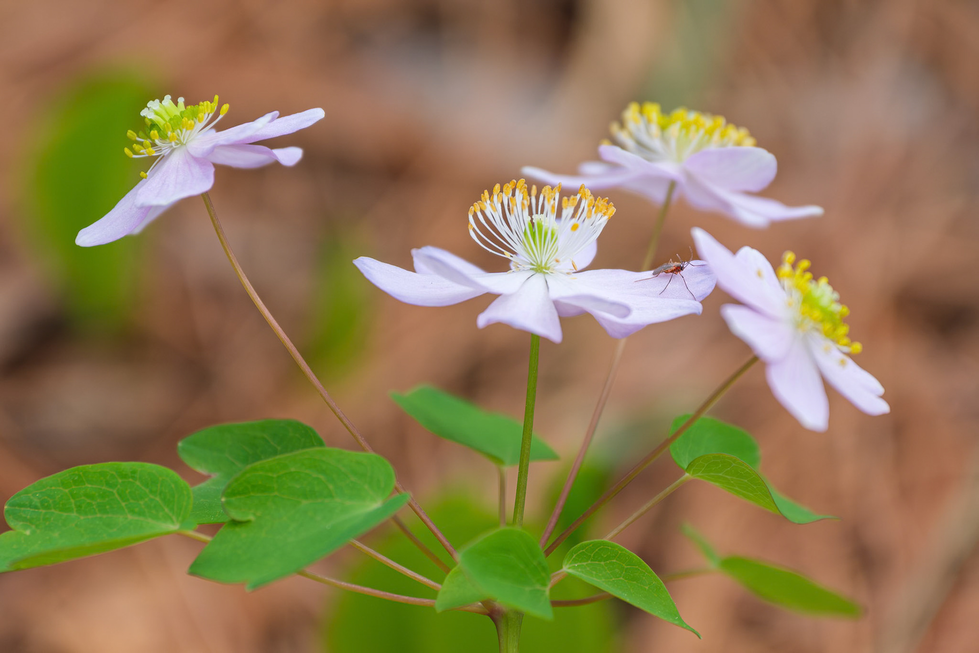 250424-663 Rue Anemone (Thalictrum thalictroides) with bug