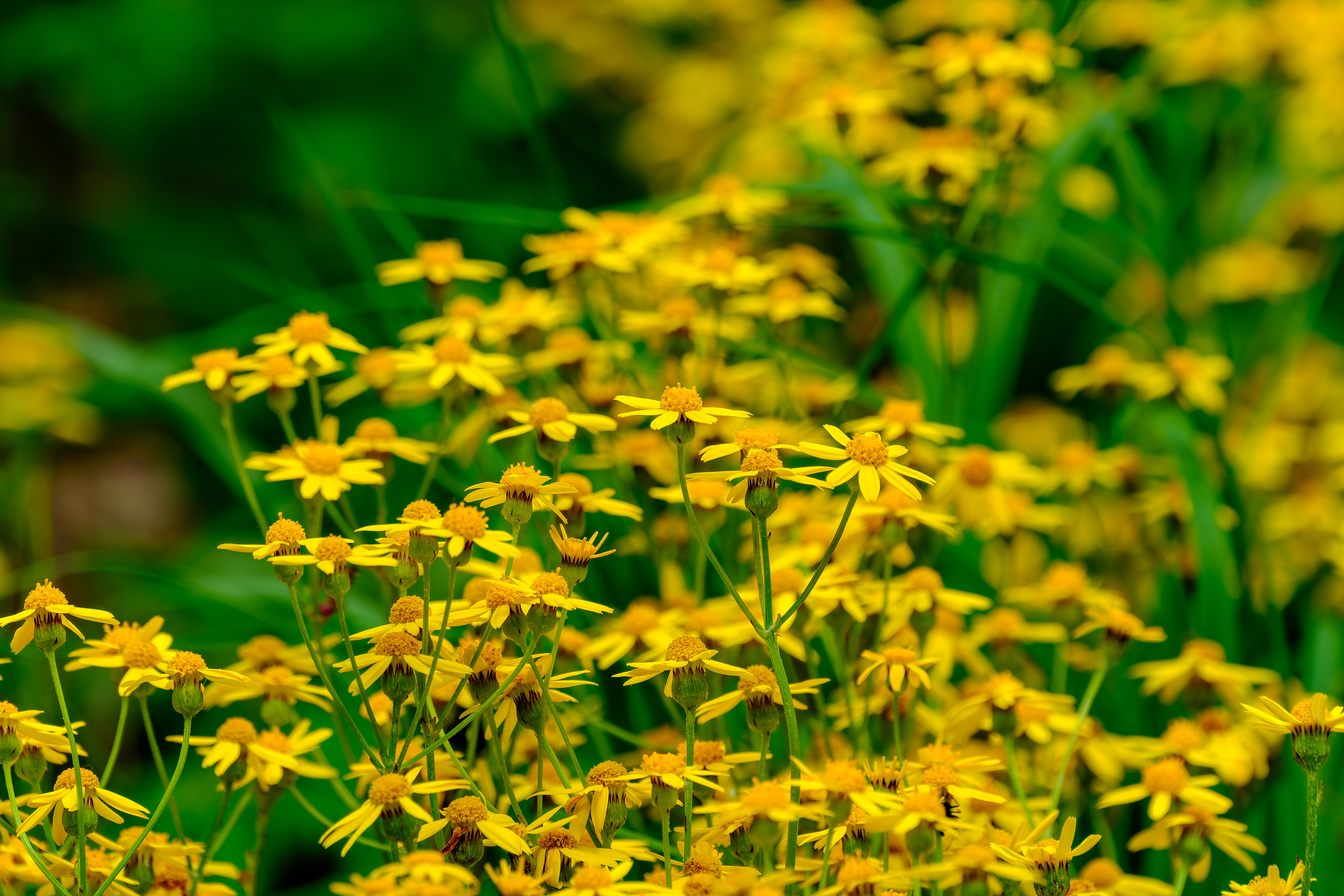 260531-539 American Groundsels and Ragworts (Genus Packera)