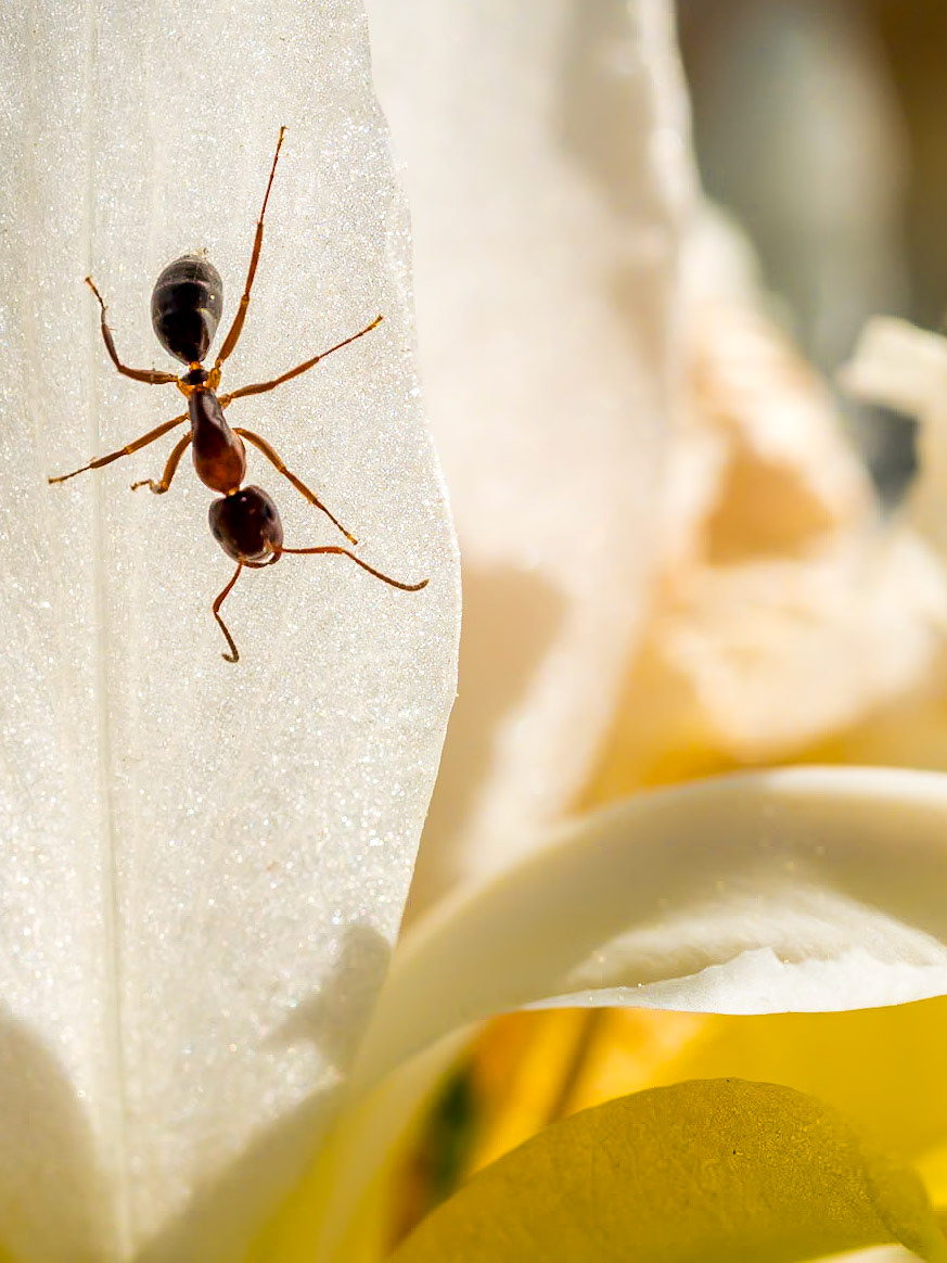 15529066 Ant Showing Off