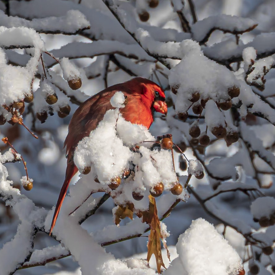 19C11013 Snackin' in the Snow