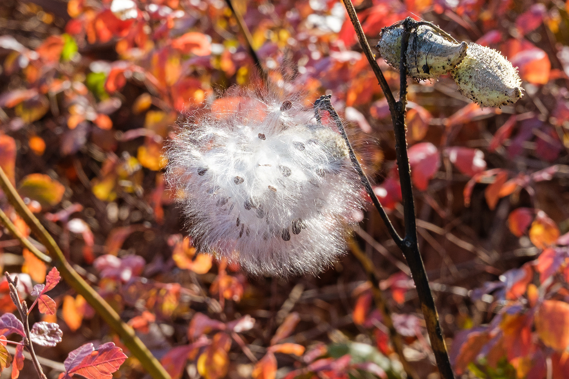 251101-280 Common Milkweed (Asclepias syriaca)