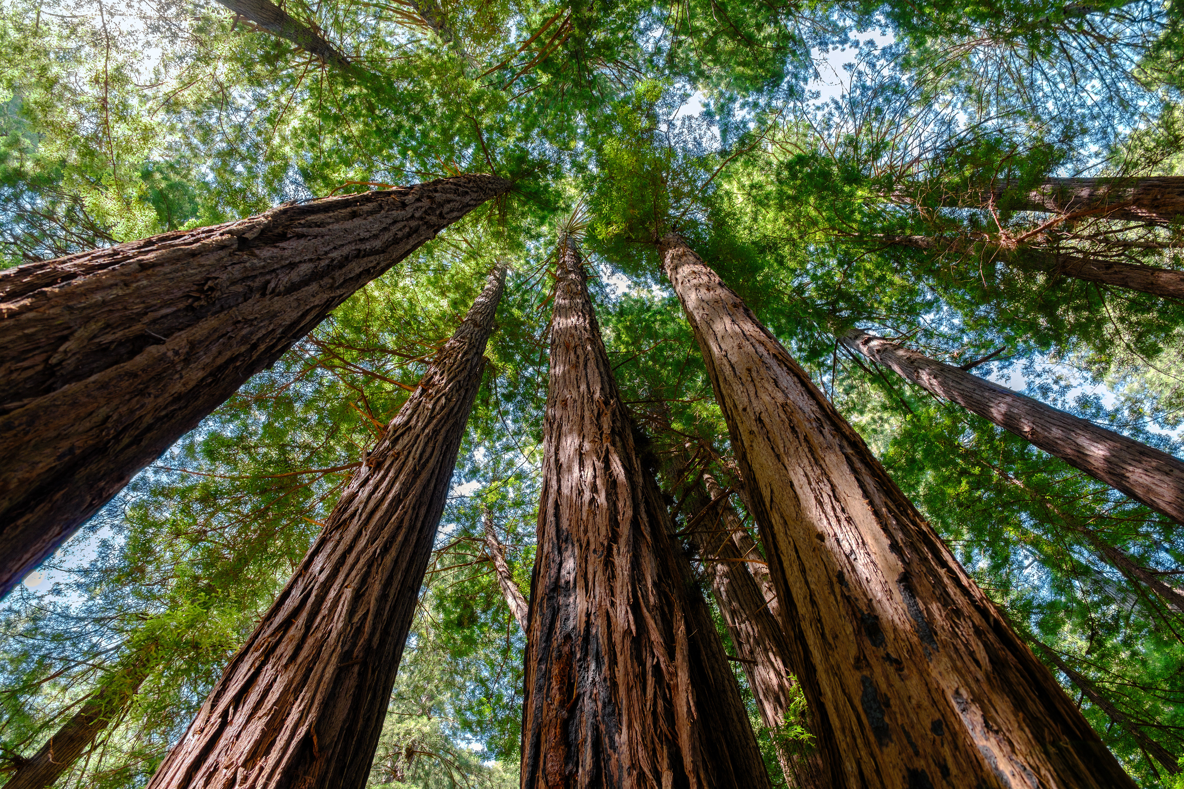 250714-123 Muir Woods