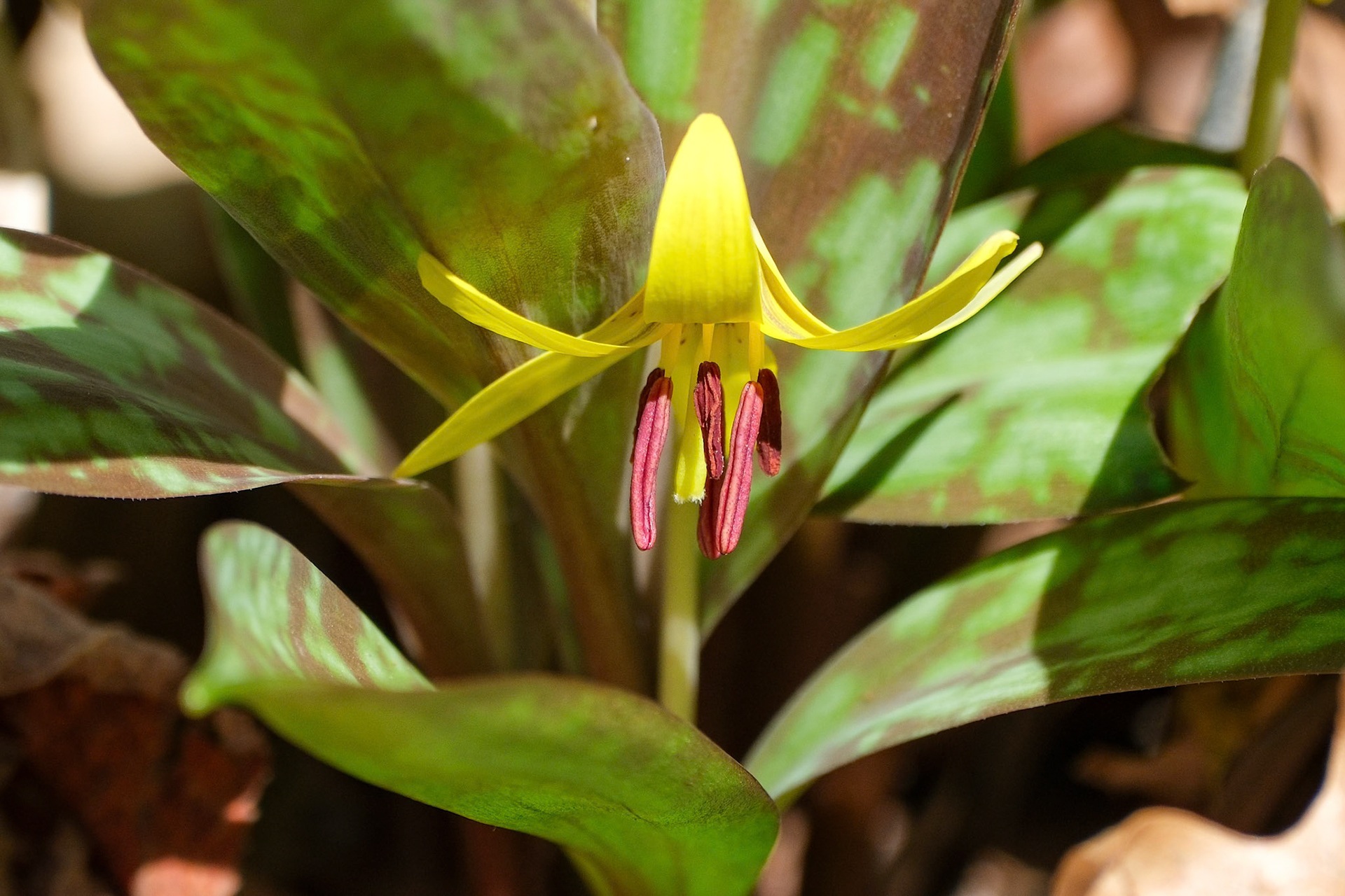 250417-229 Yellow Trout Lily (Erythronium americanum)