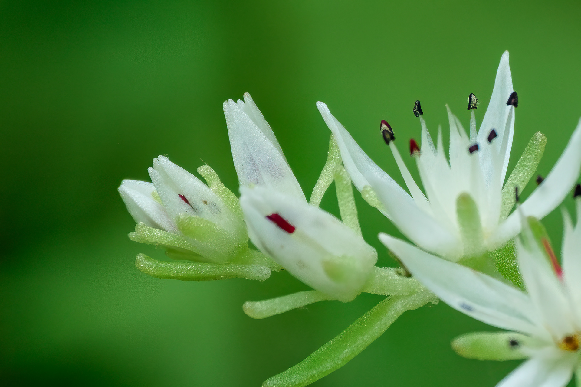 250518-444 Woodland Stonecrop (Sedum ternatum)