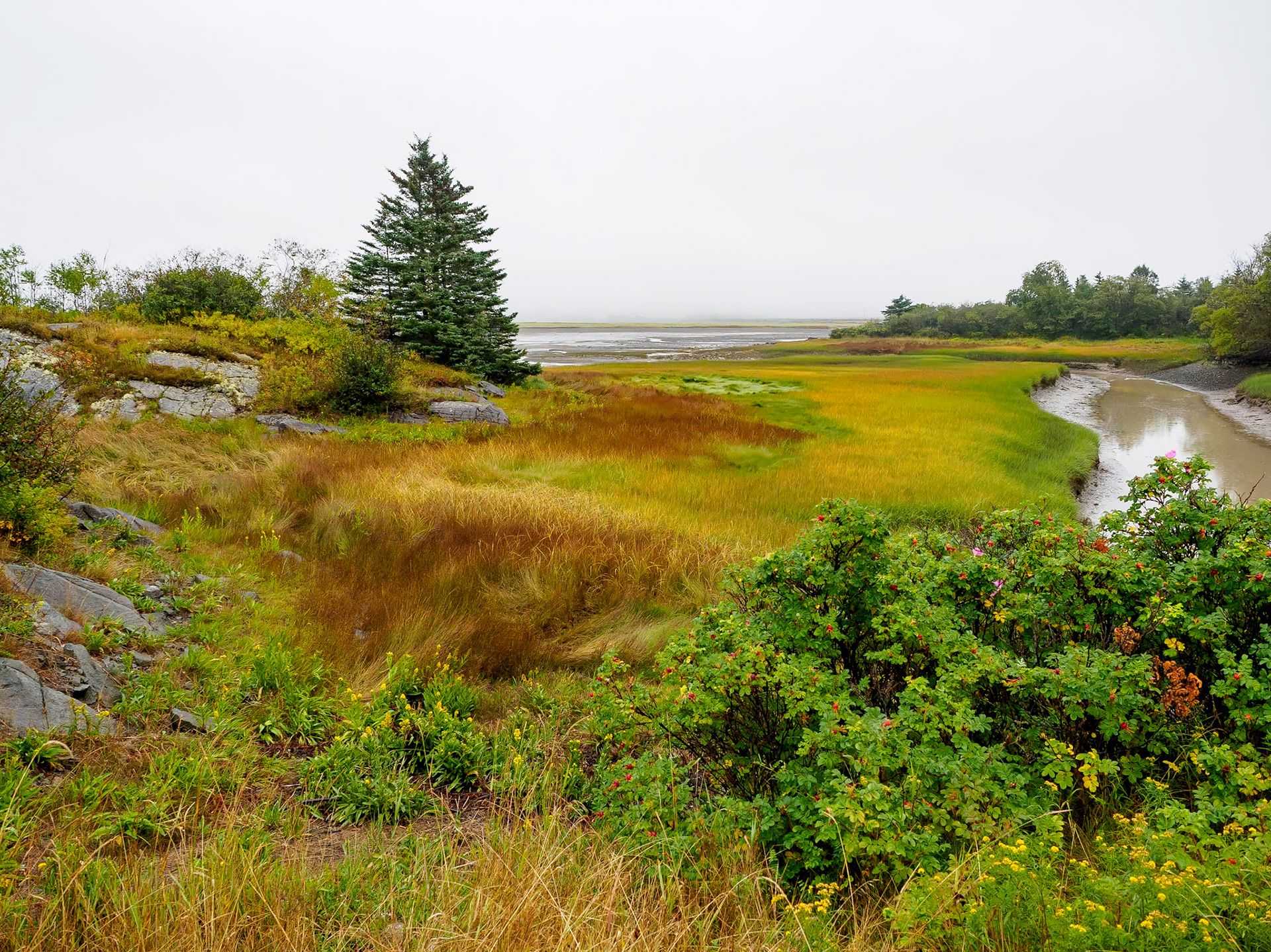 17906592 Marsh Stage Left