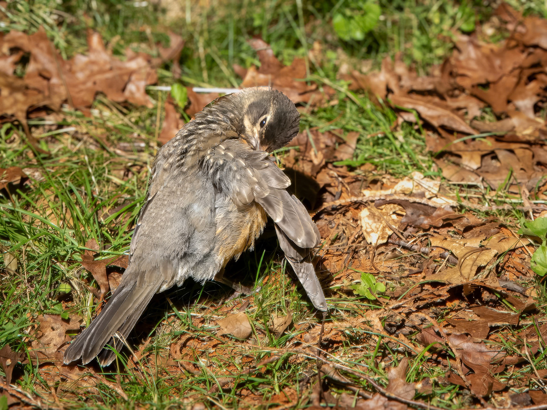 Preening After Sun Bath ©dag
