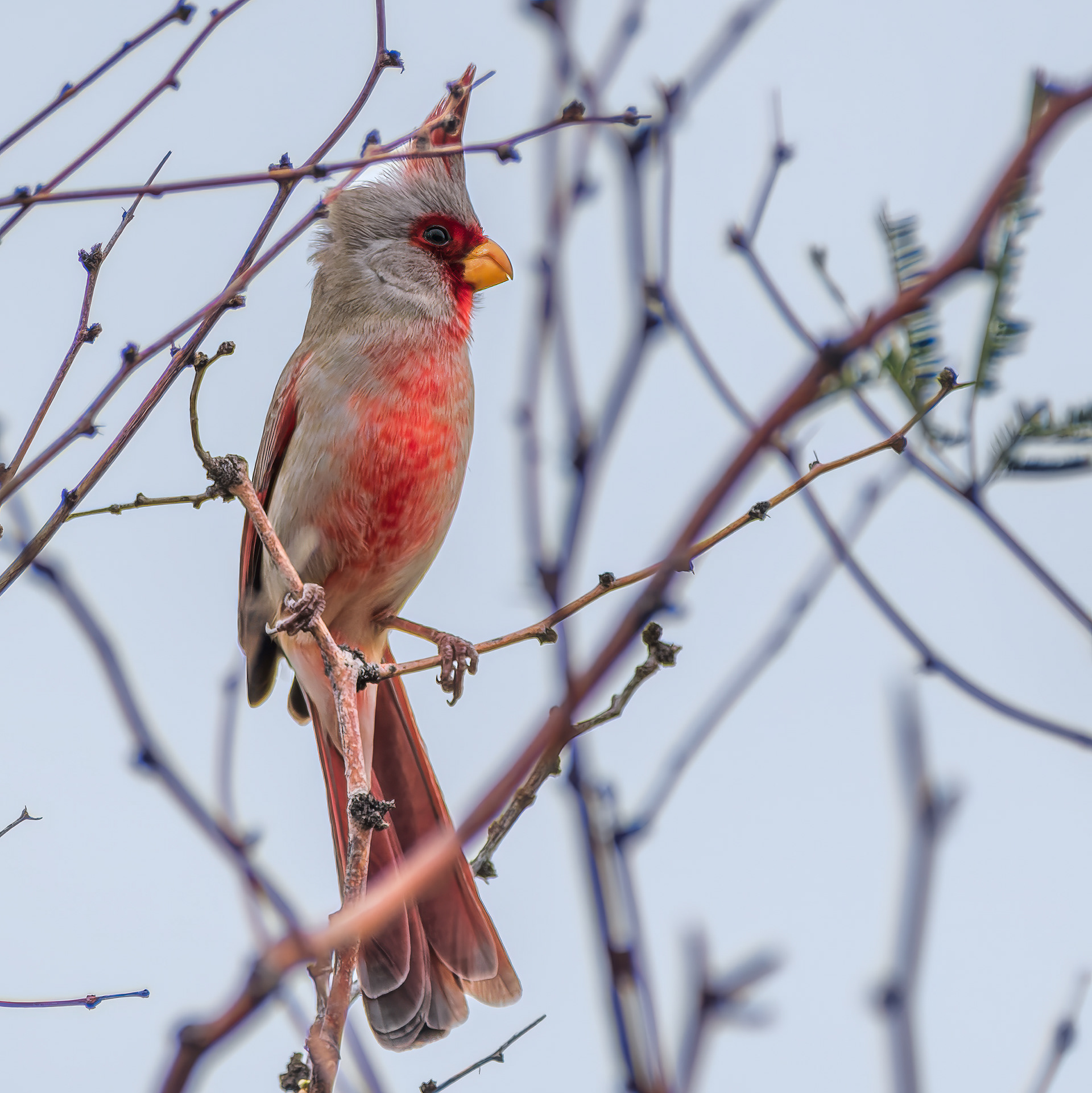 260216-875 Pyrrhuloxia (Cardinalis sinuatus)