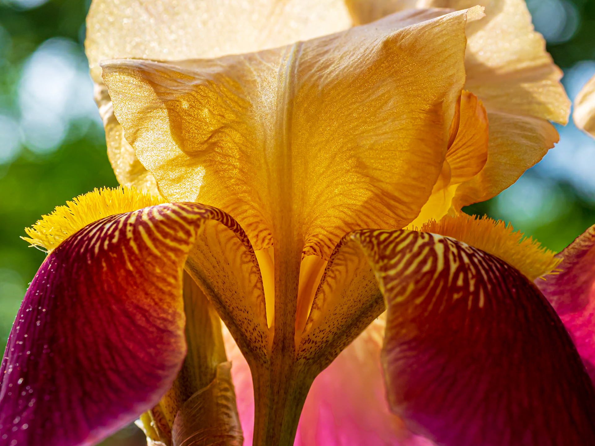 20603015 On Golden Flower