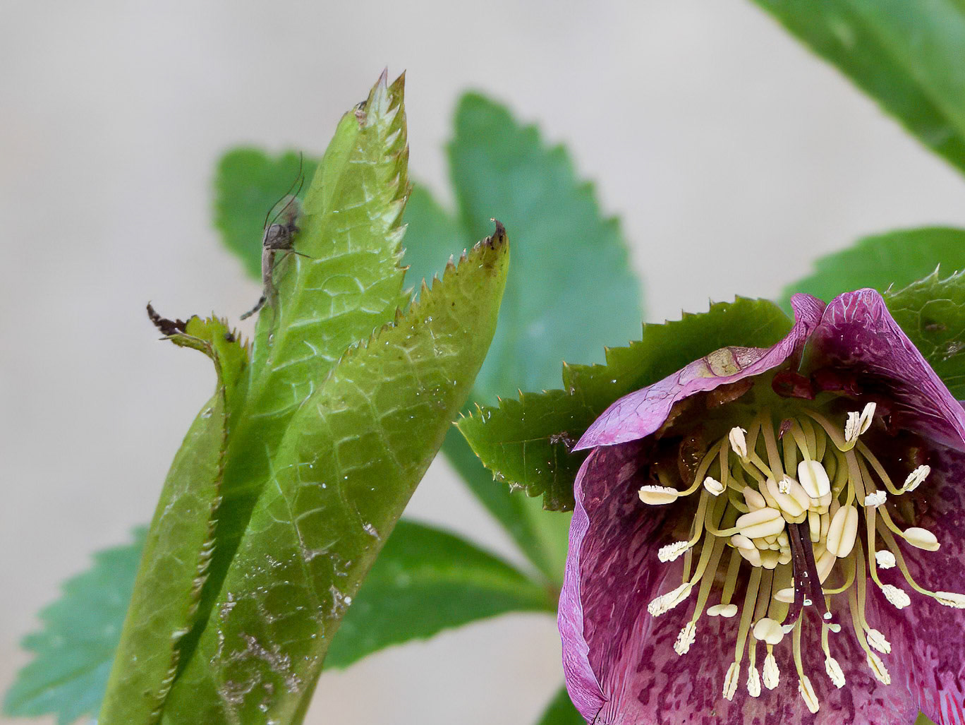 24415-183 Hellebore