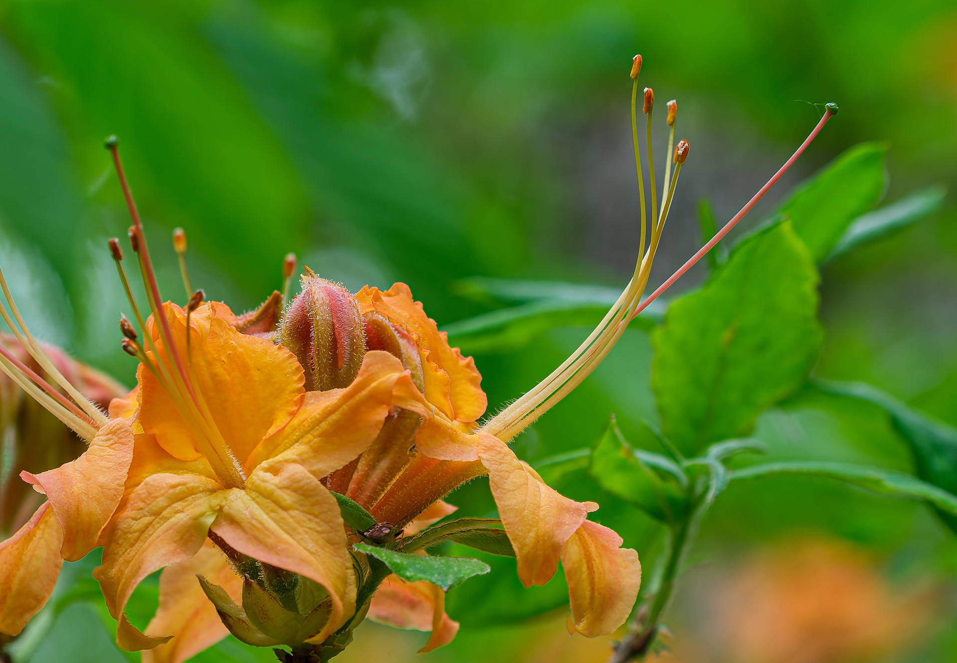 260521-465 Flame Azalea (Rhododendron calendulaceum)