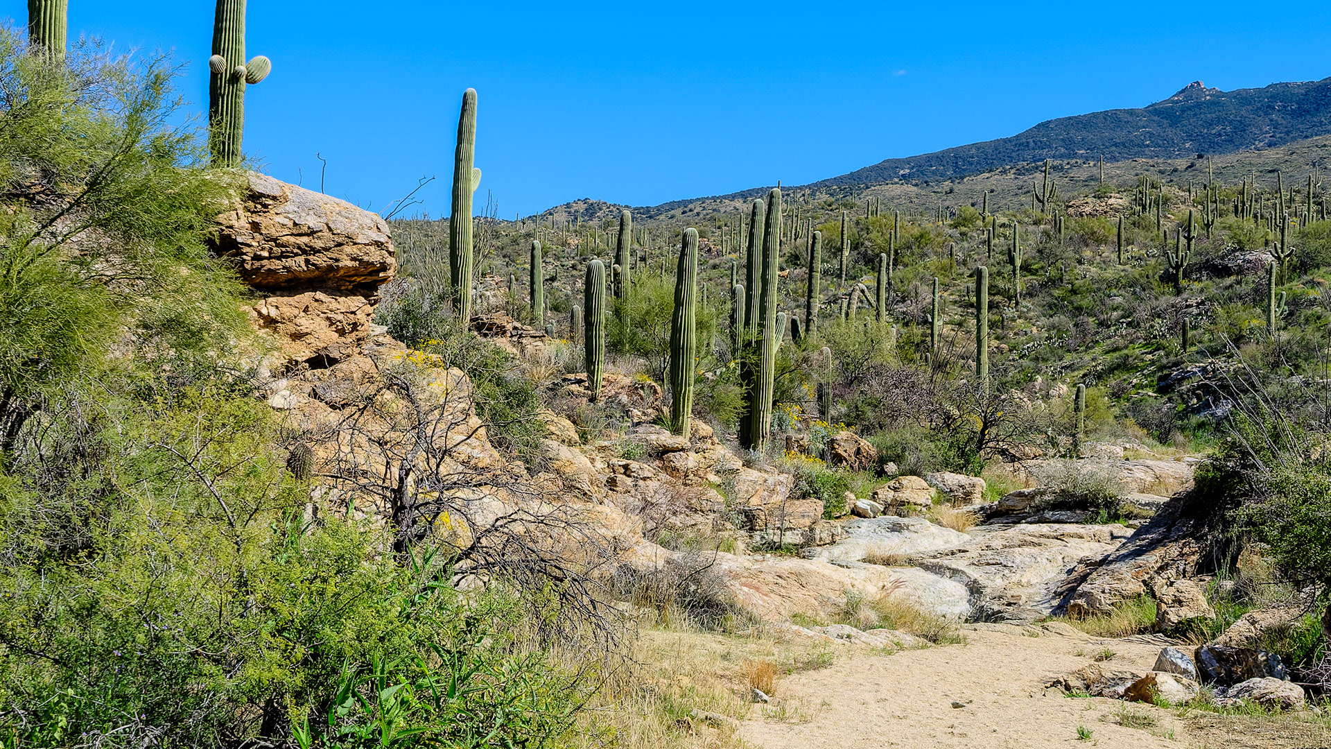 260218-942 Saguaro National Park (East)