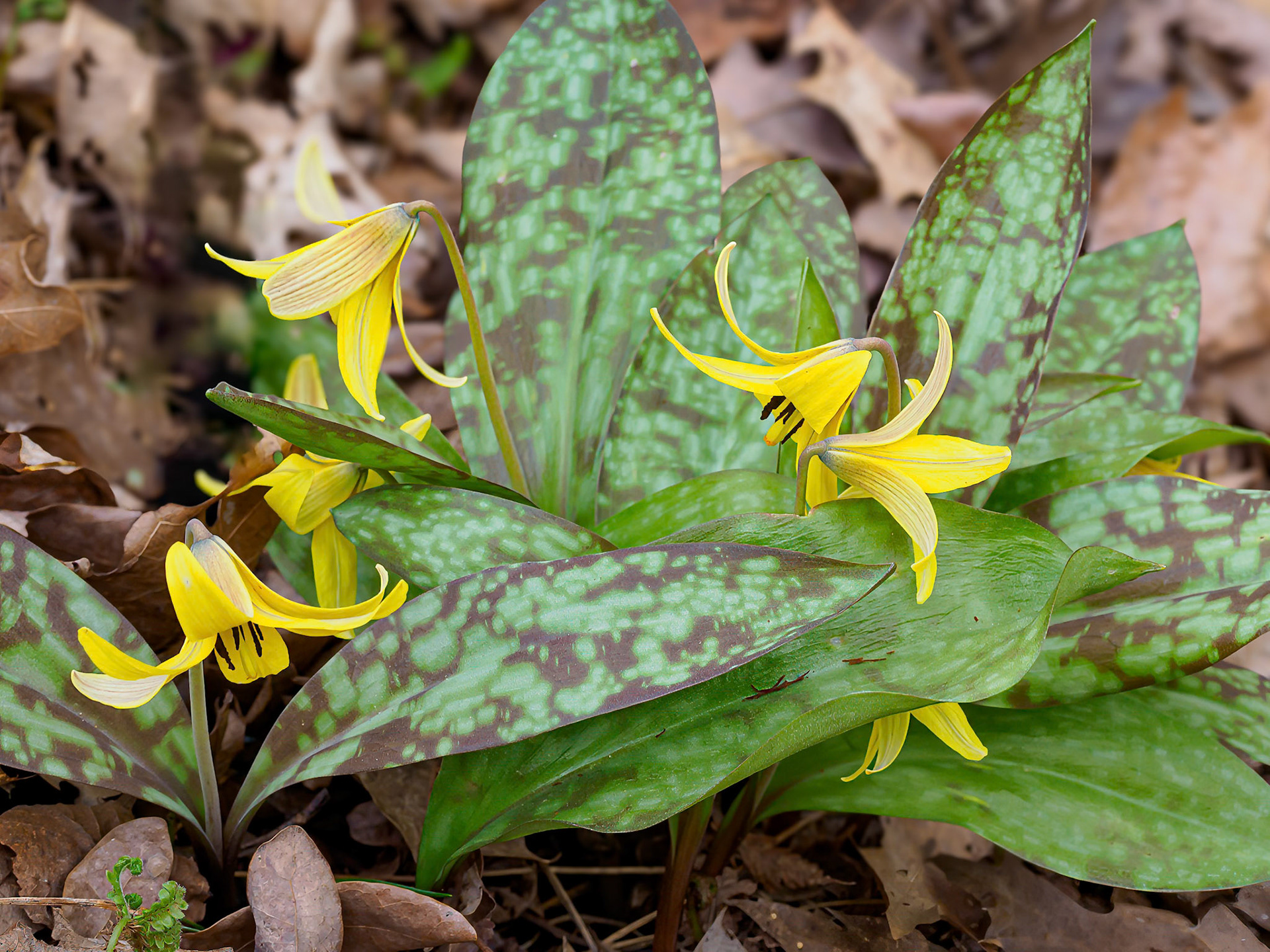24417-038 Trout Lily