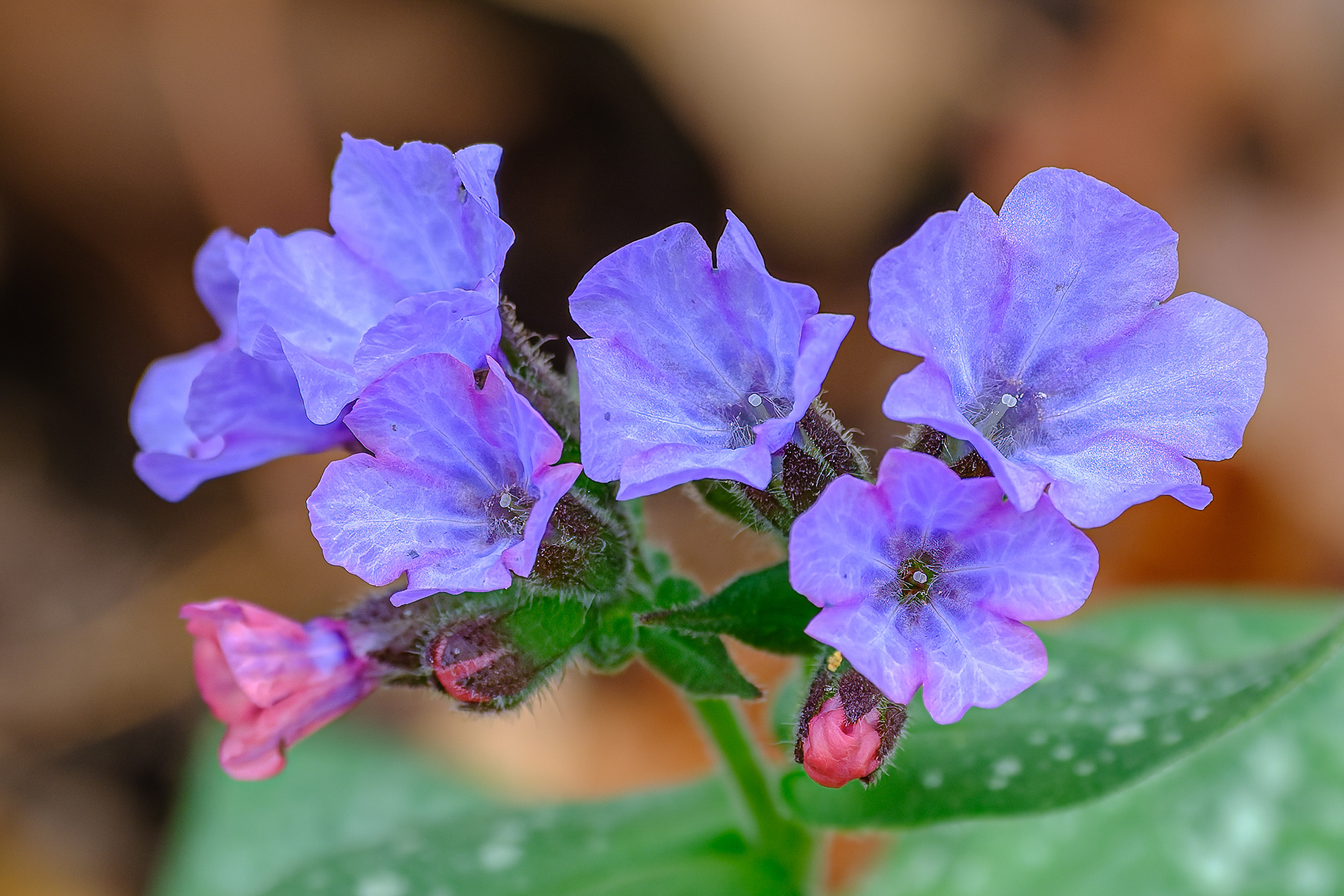 260415-987 Lungwort (Pulmonaria officinalis)