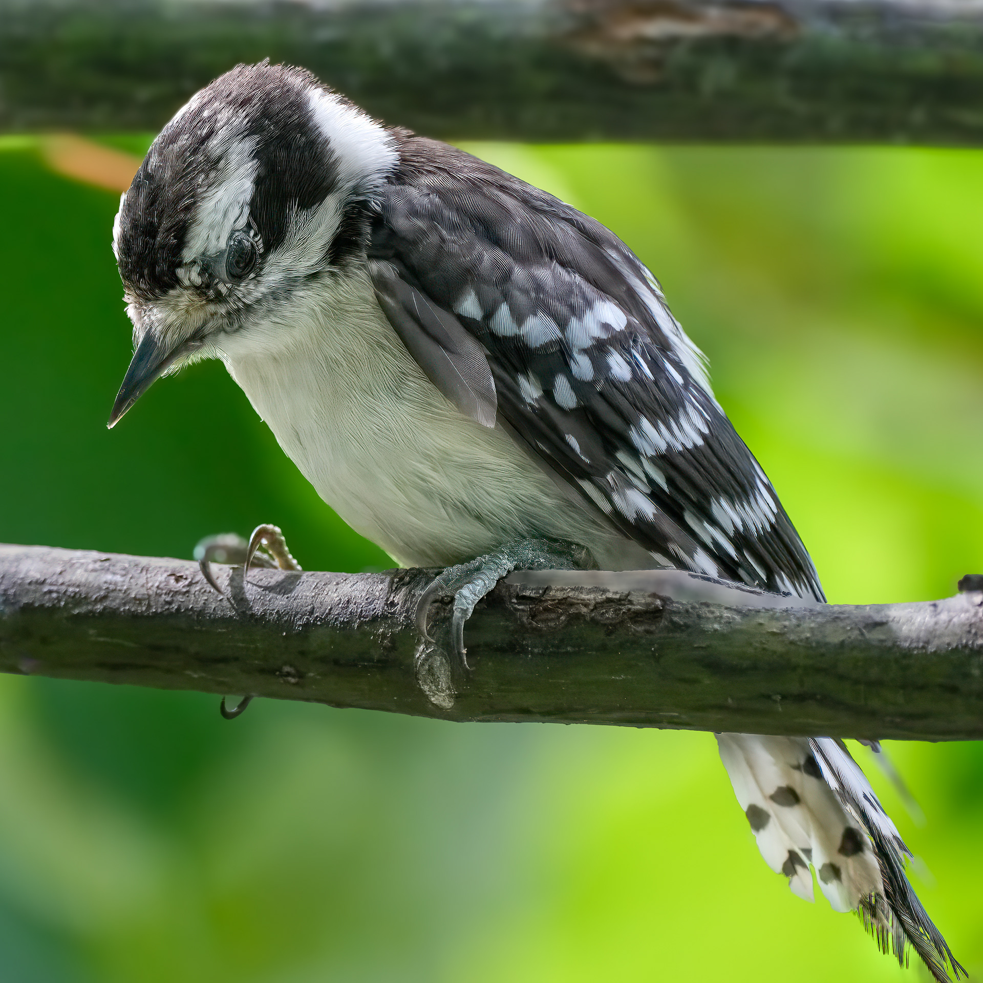 250801-364 Downy Woodpecker (Dryobates pubescens)