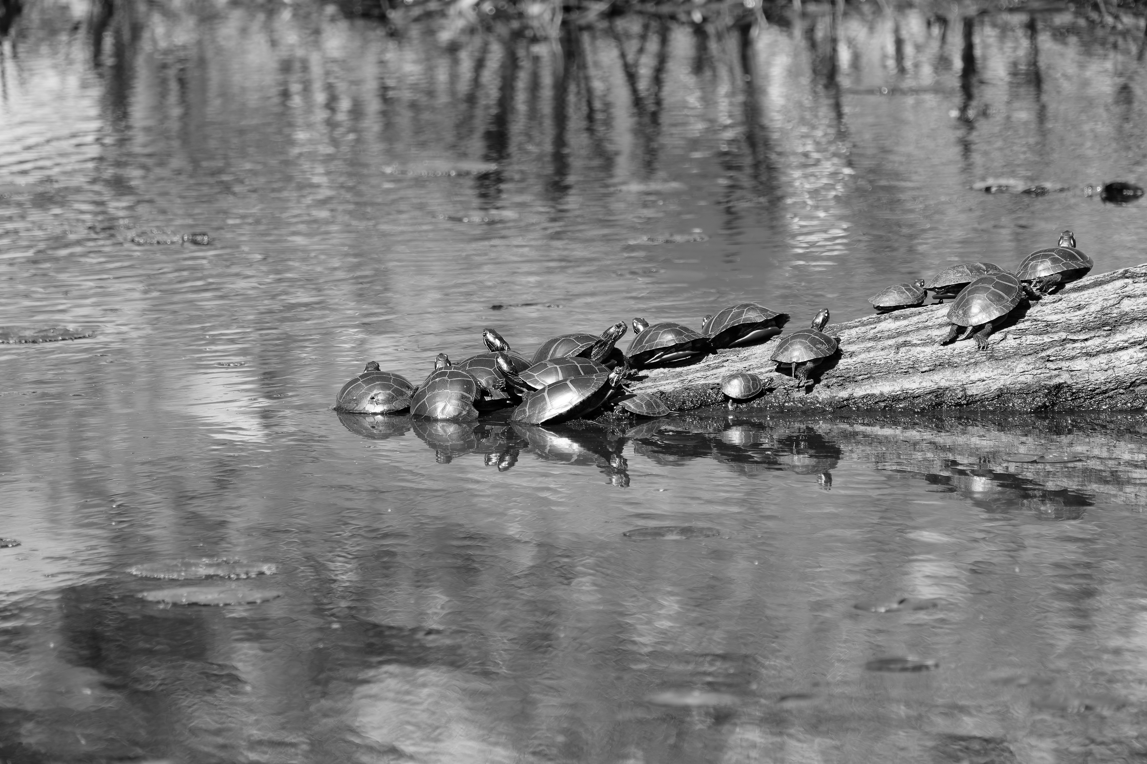 260427-237 Painted Turtles