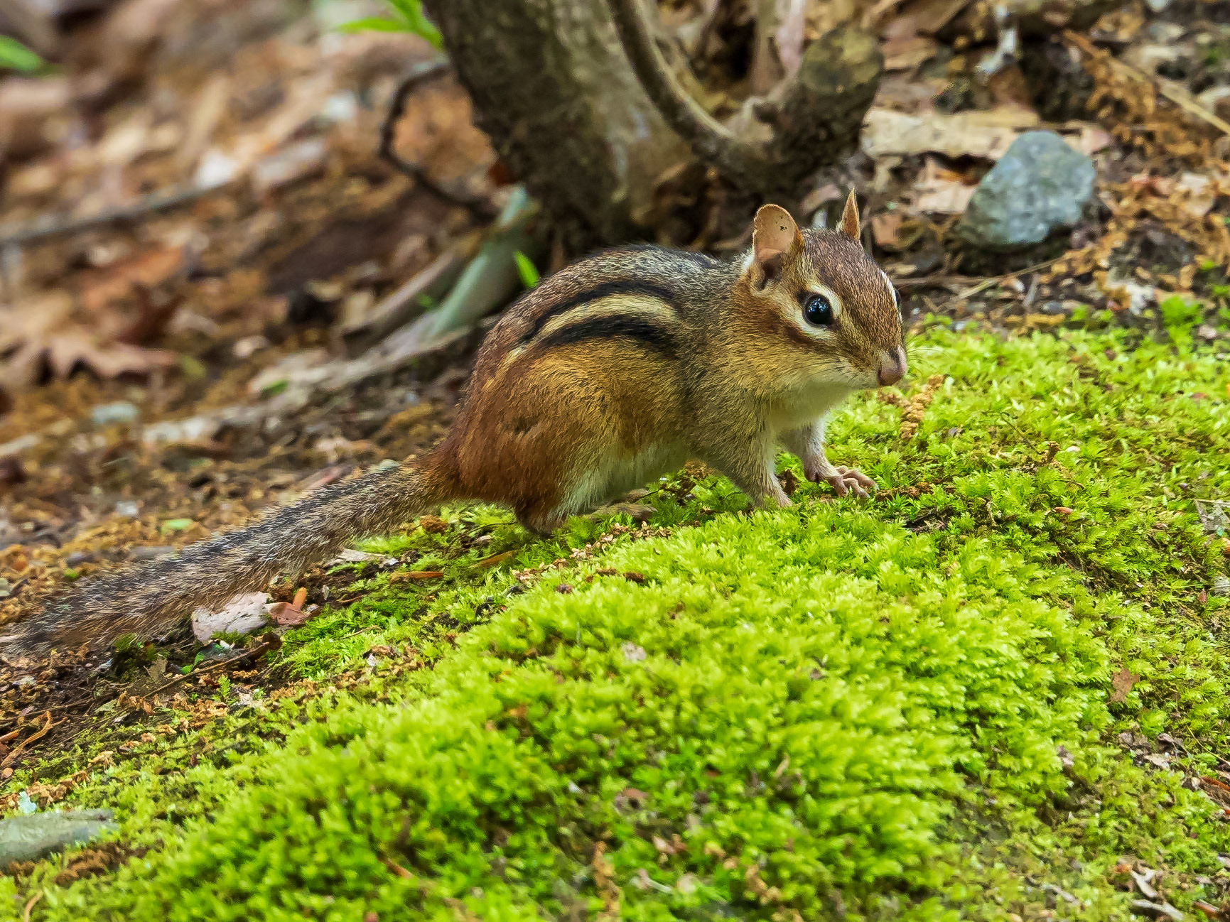 19601038 Small World View