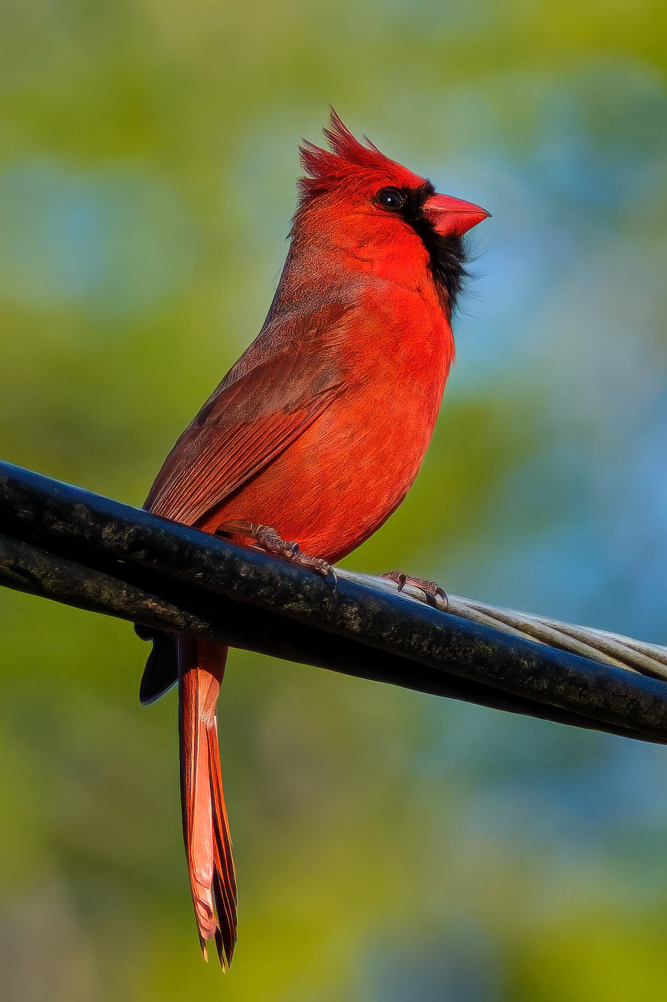 250420-351 Northern Cardinal (Cardinalis cardinalis)