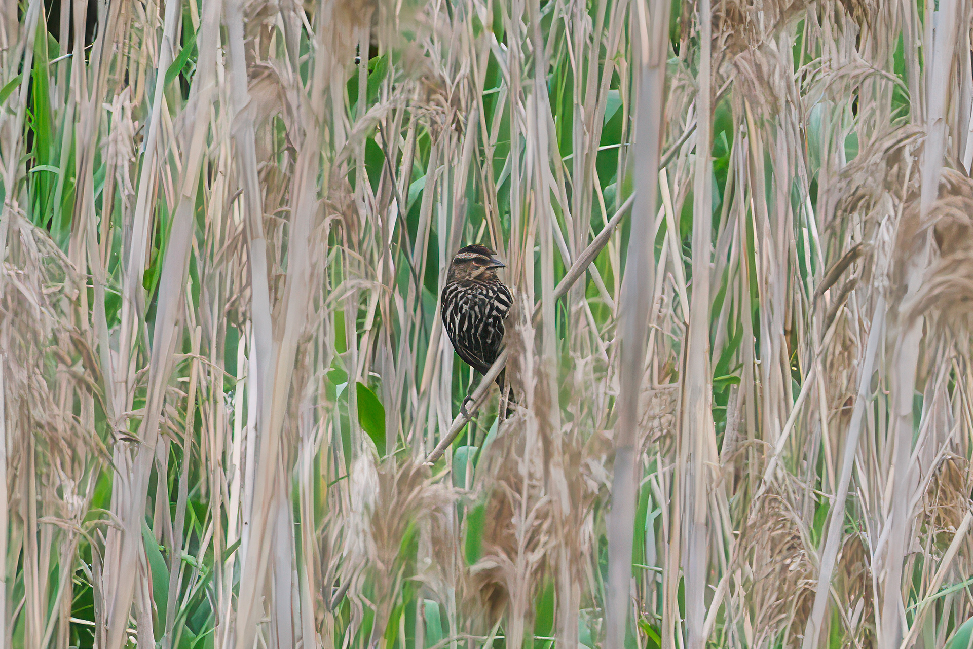 260618-608 Red-winged Blackbird (Agelaius phoeniceus)