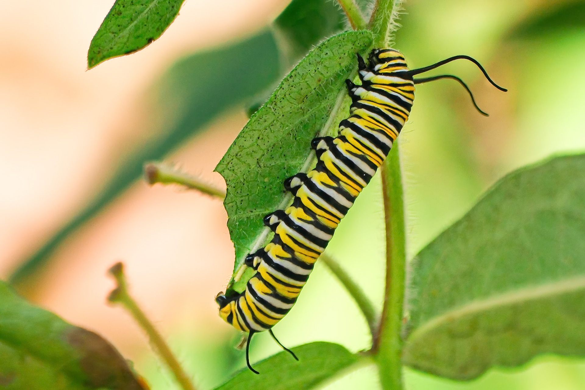 240919-806 Monarch Caterpillar