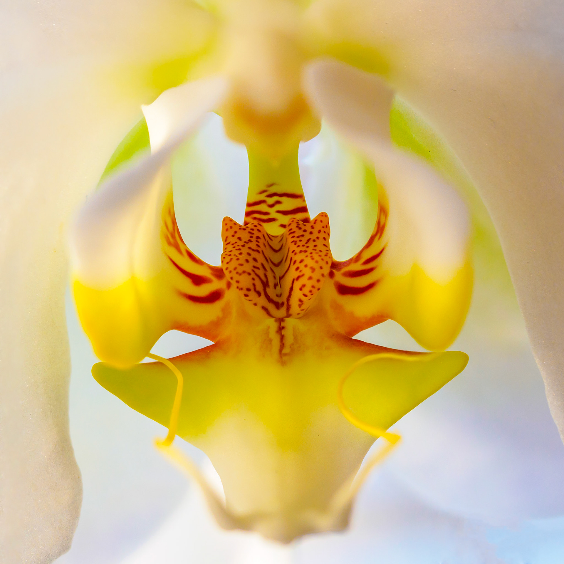 16112074 Focus Stacked Orchid