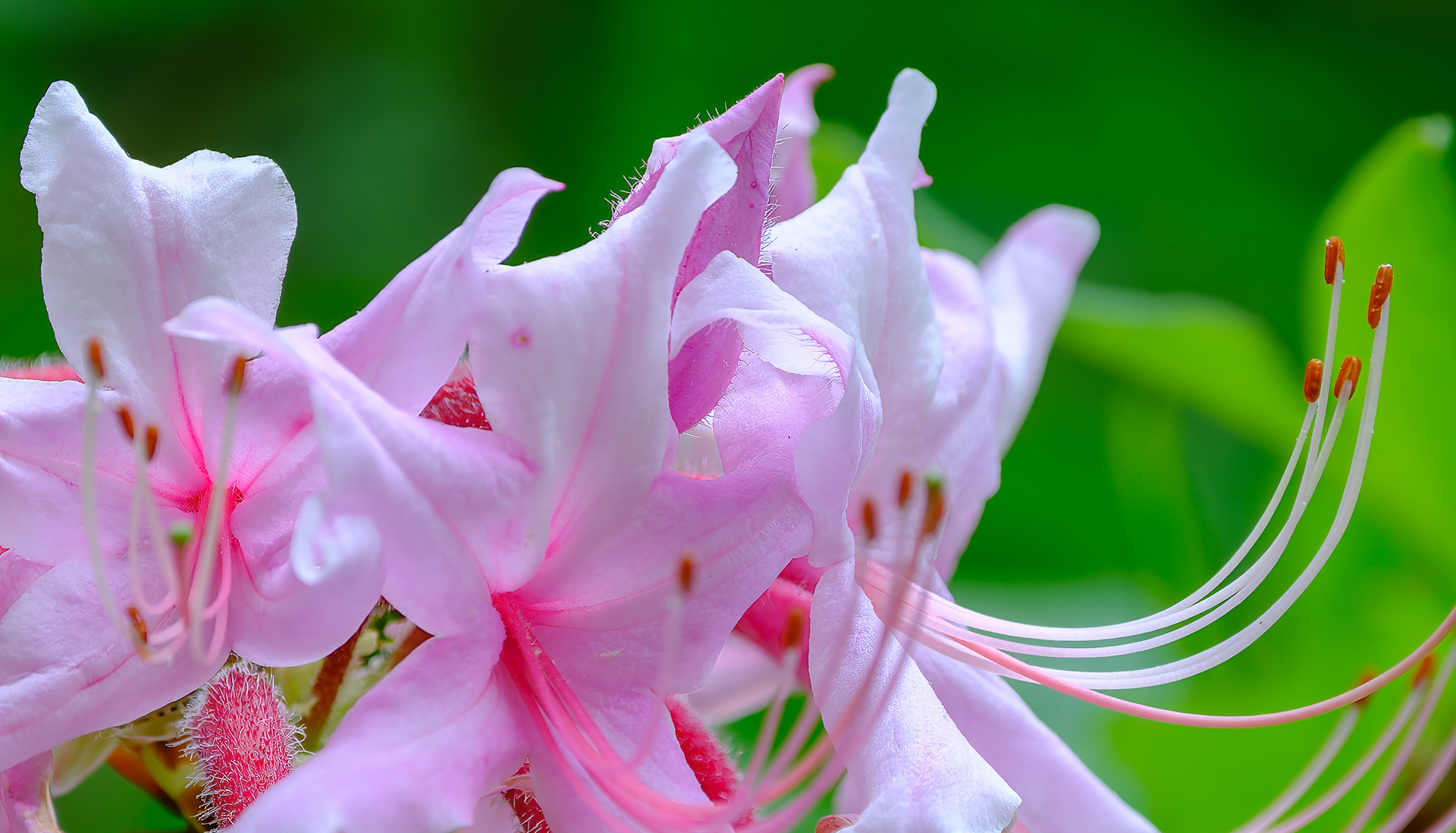 260521-473 Pinkshell Azalea (Rhododendron vaseyi)