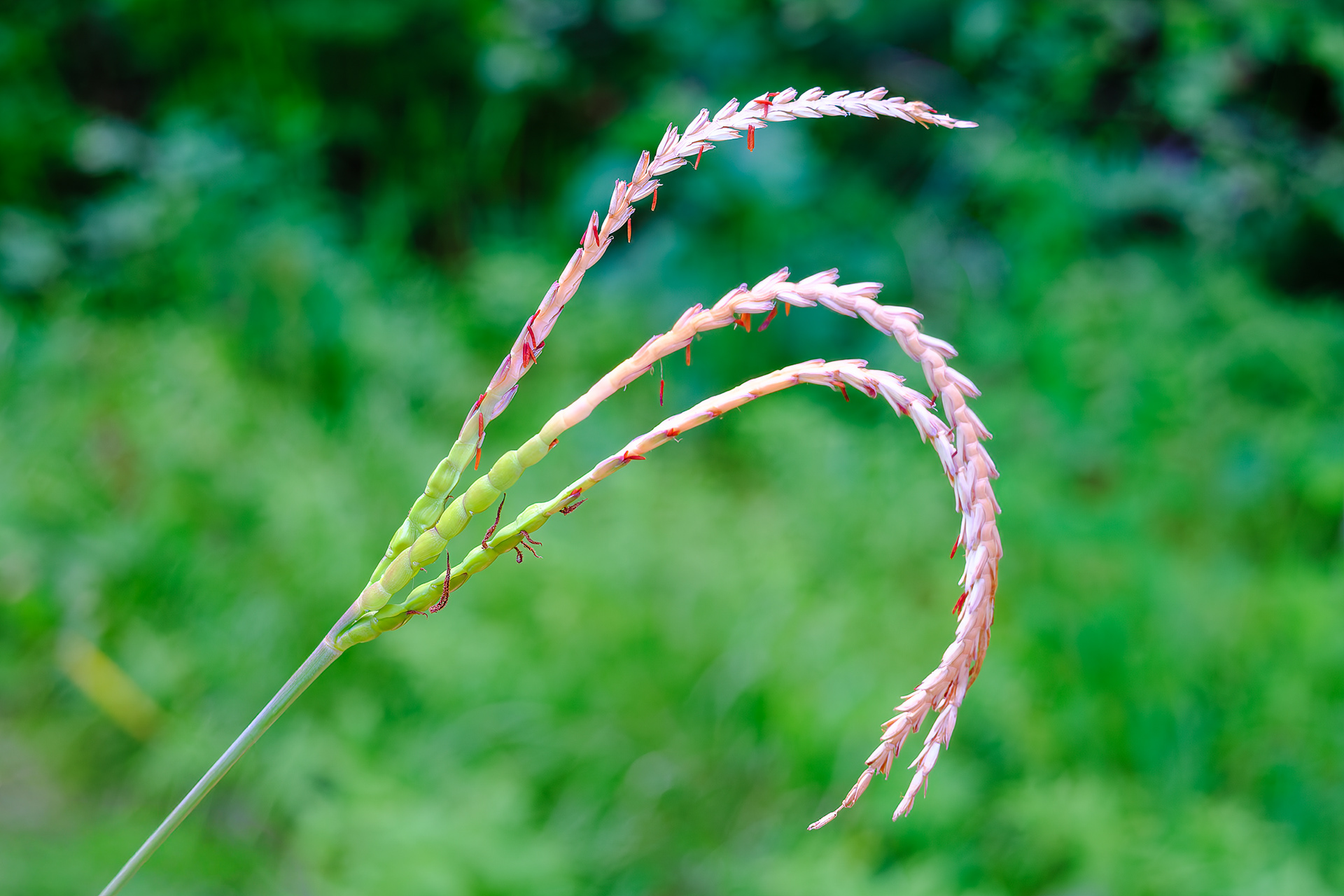 250809-508 Eastern Gamagrass (Tripsacum dactyloides)