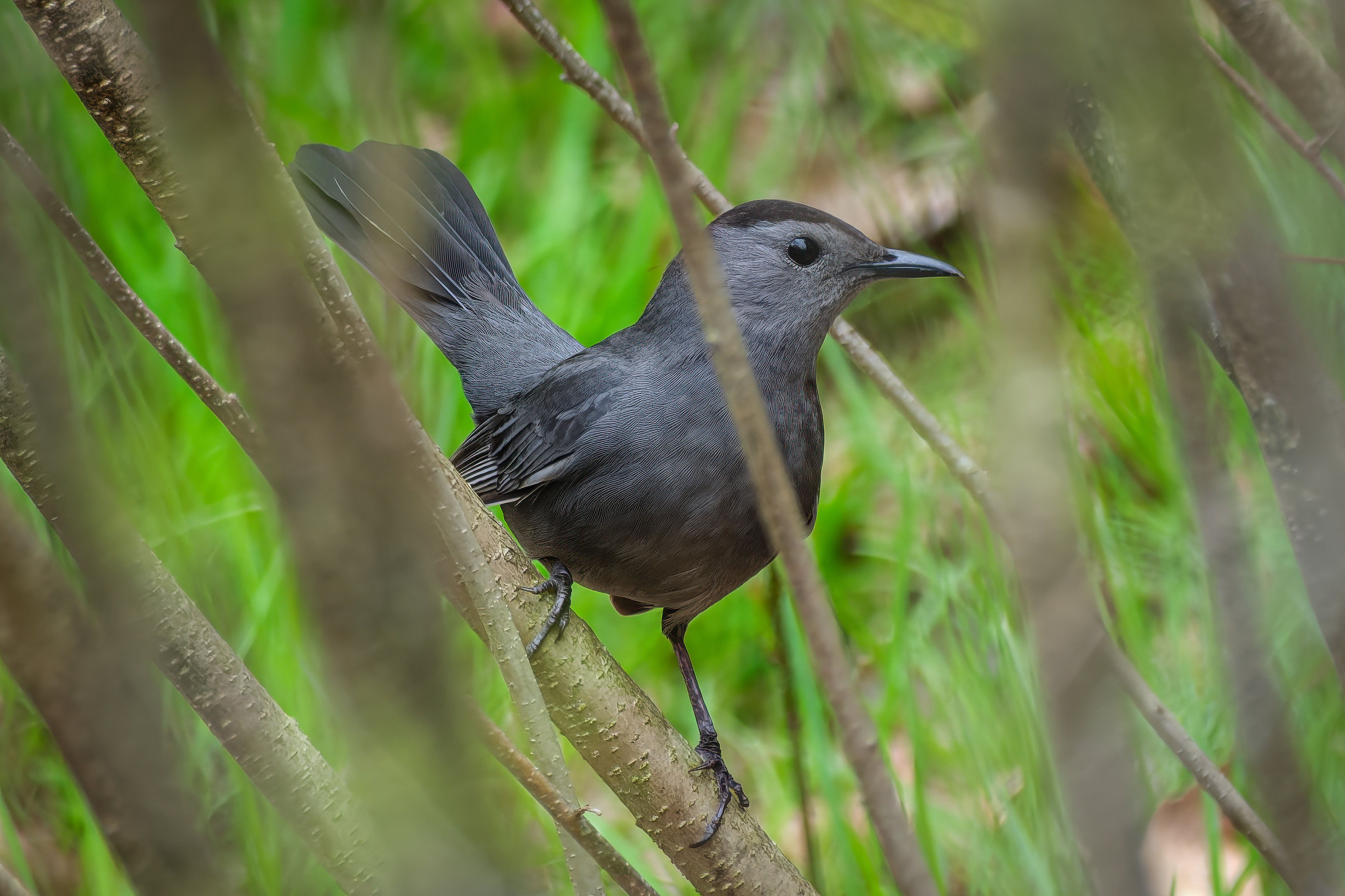 260506-327 Gray Catbird (Dumetella carolinensis)