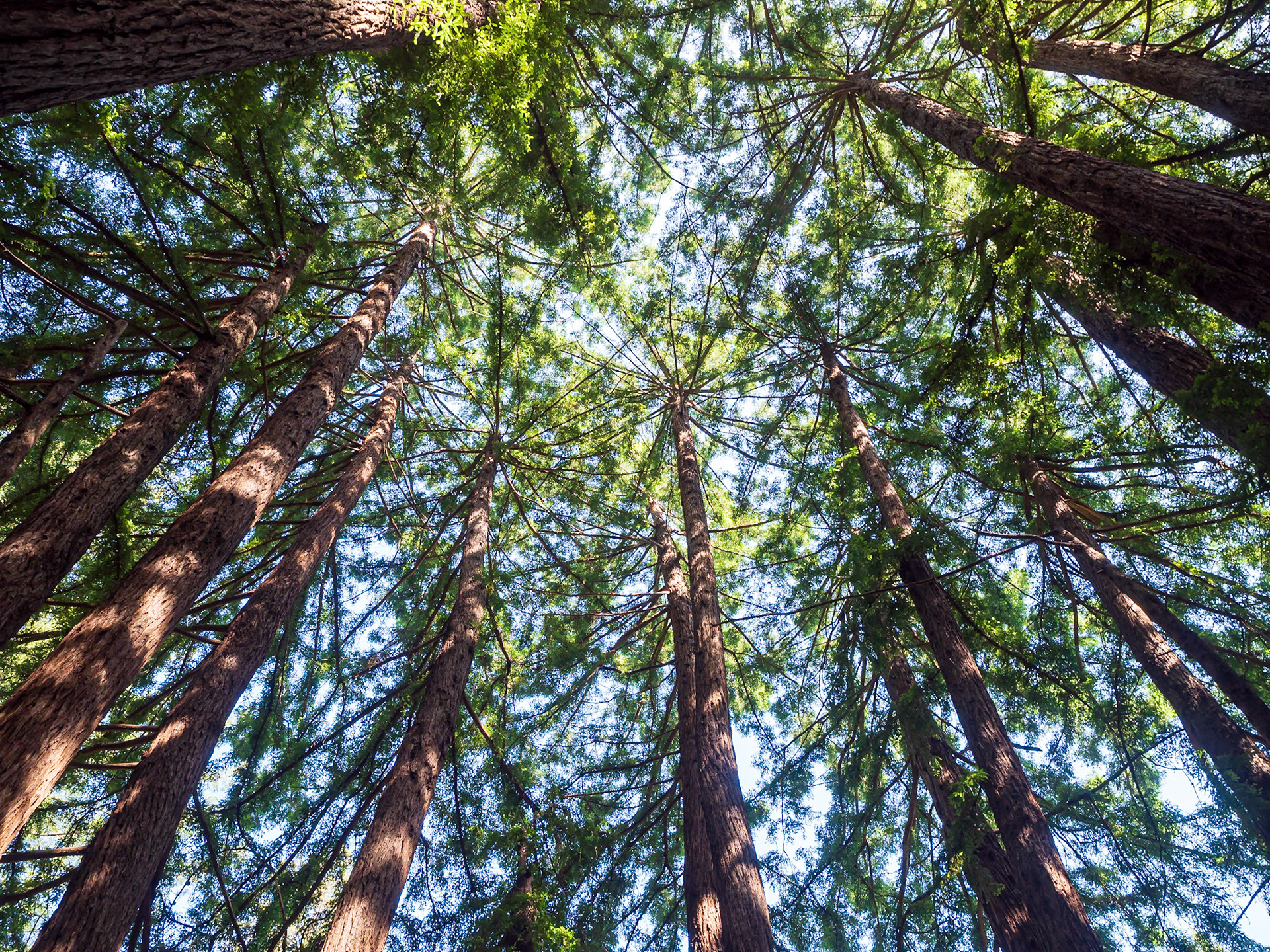 23522007 Light Through Tall Trees