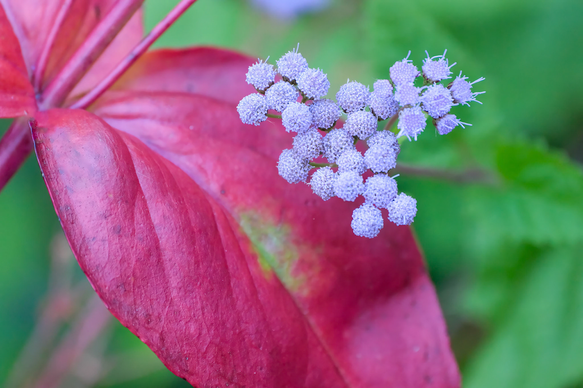 240924-960 Blue Mistflower (Conoclinium coelestinum)