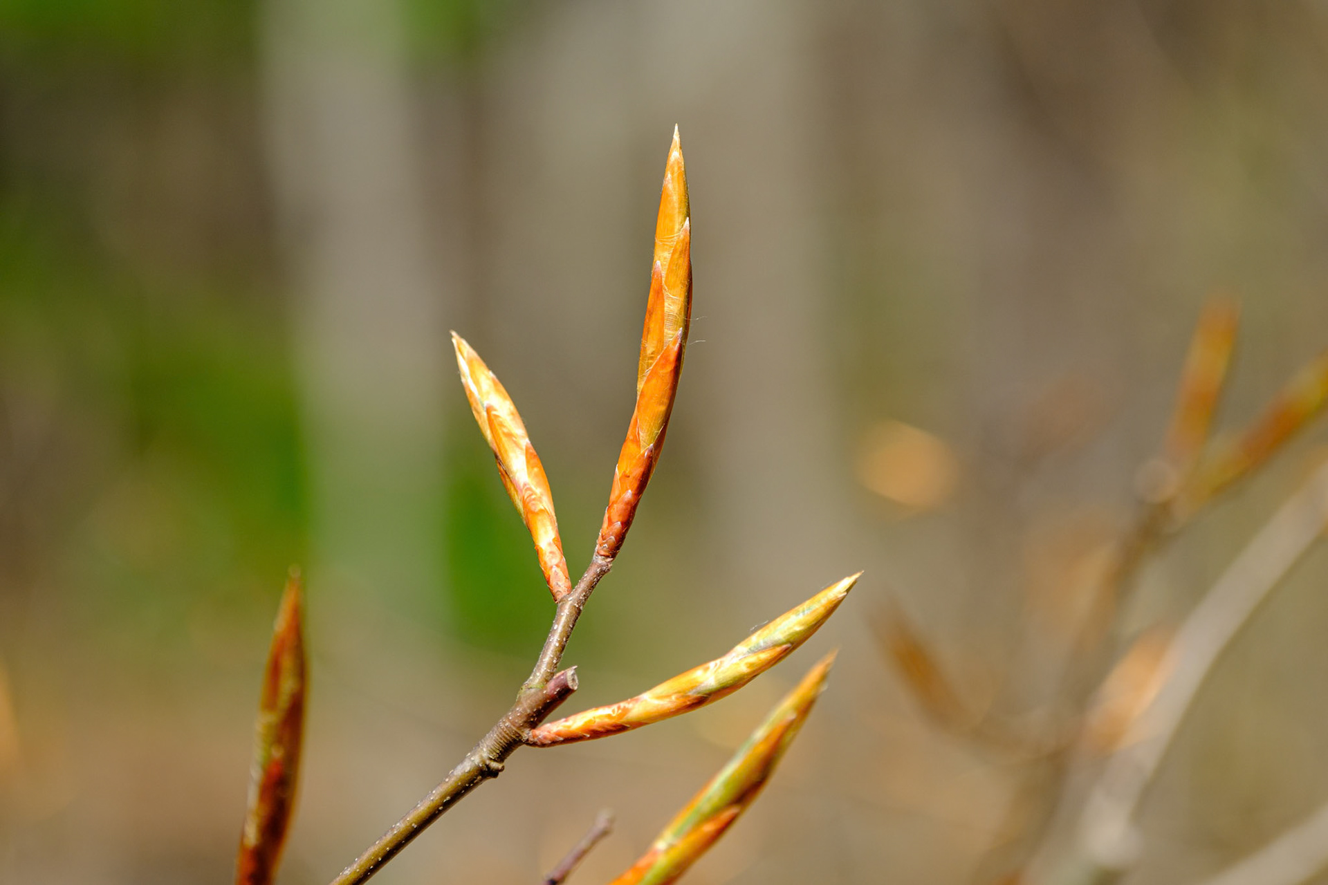 250424-701 Beeches (Genus Fagus)
