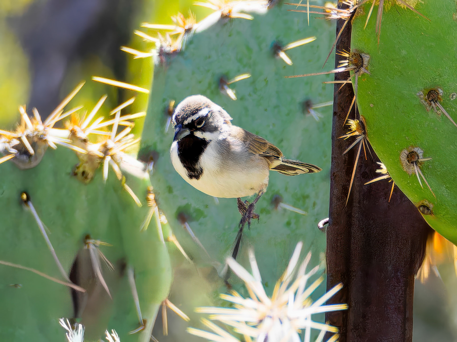 24312110 Black-throated Sparrow