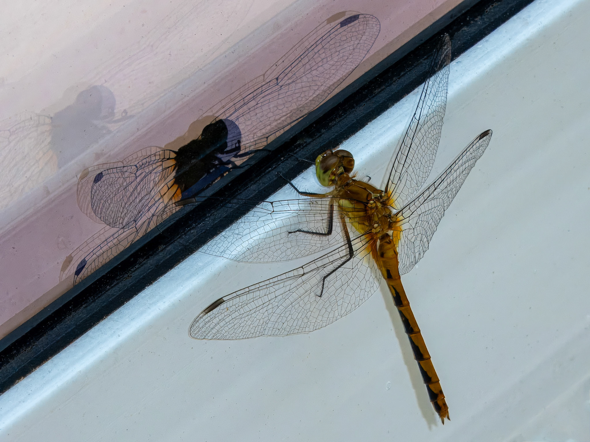 Cool Window Reflections ©dag