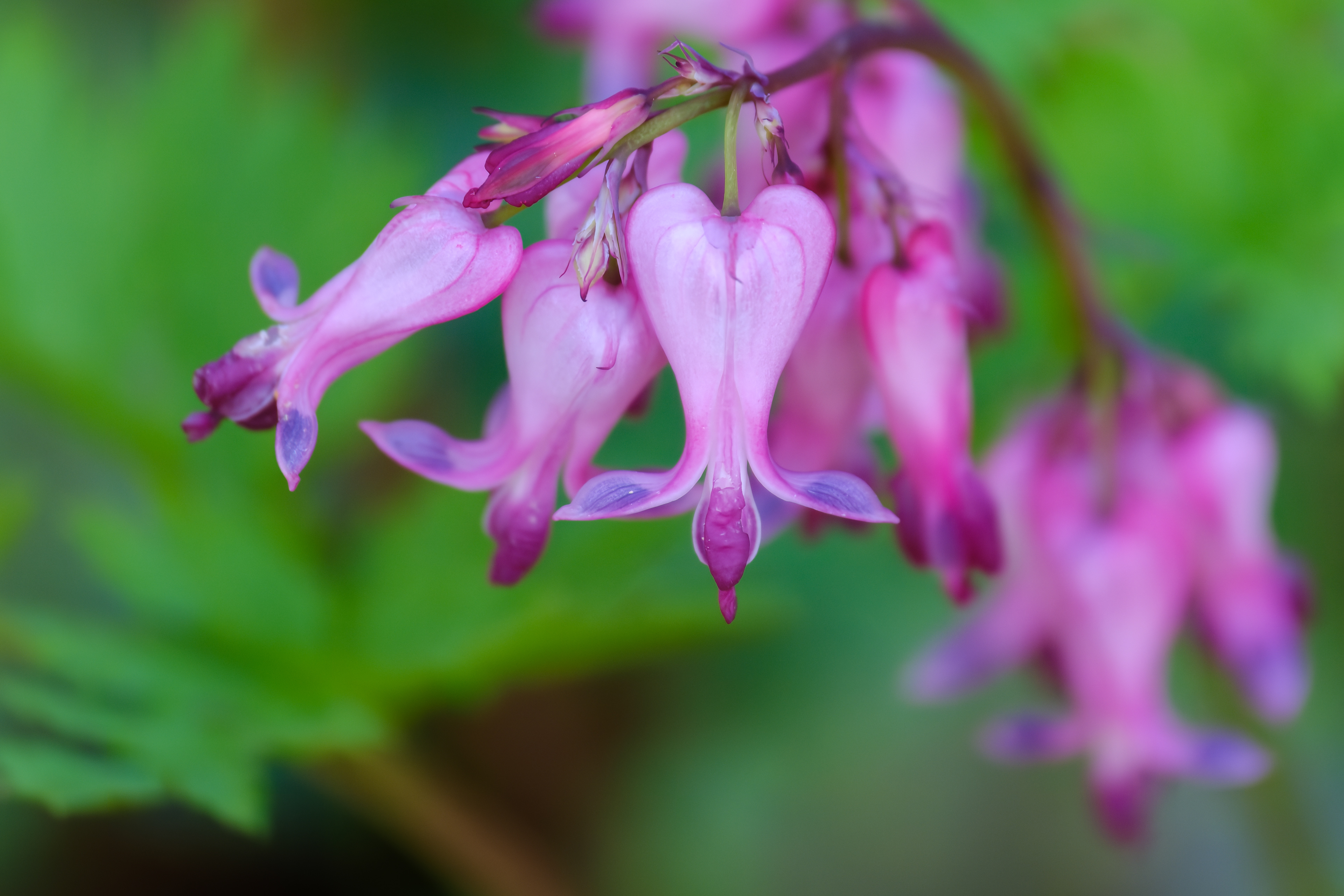 260504-312 Fringed Bleeding Heart (Dicentra eximia)
