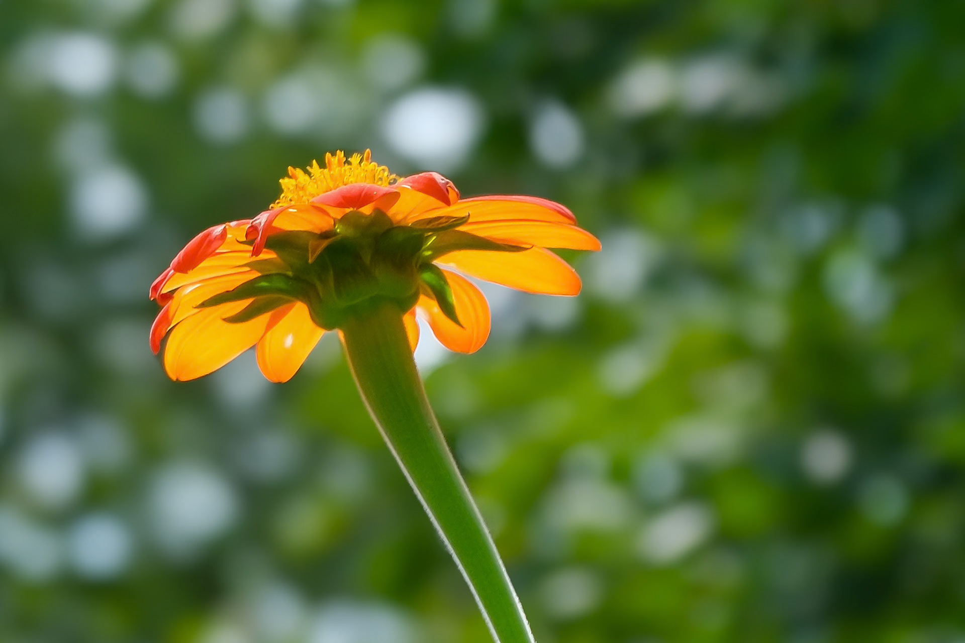 240906-476 Red Sunflower (Tithonia rotundifolia)
