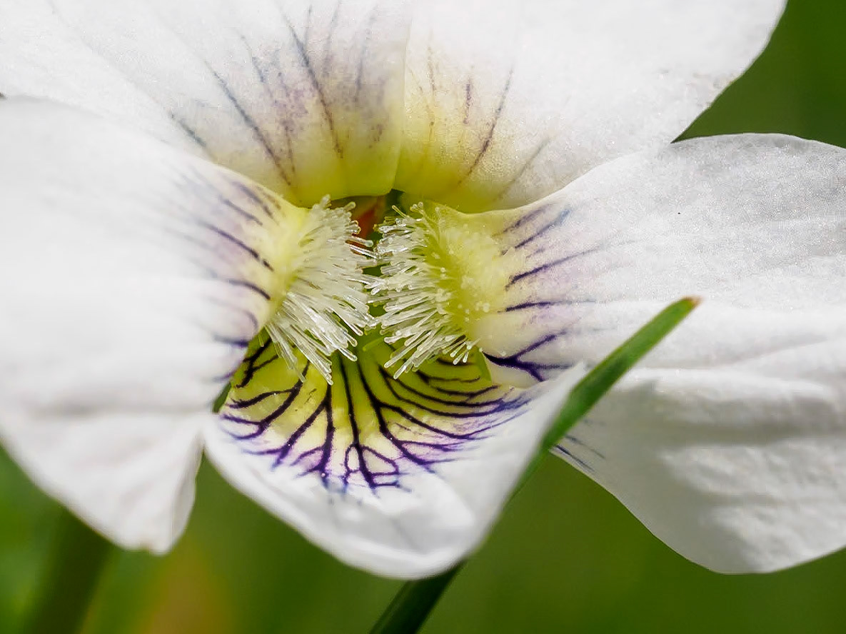 17429044 The Tickler