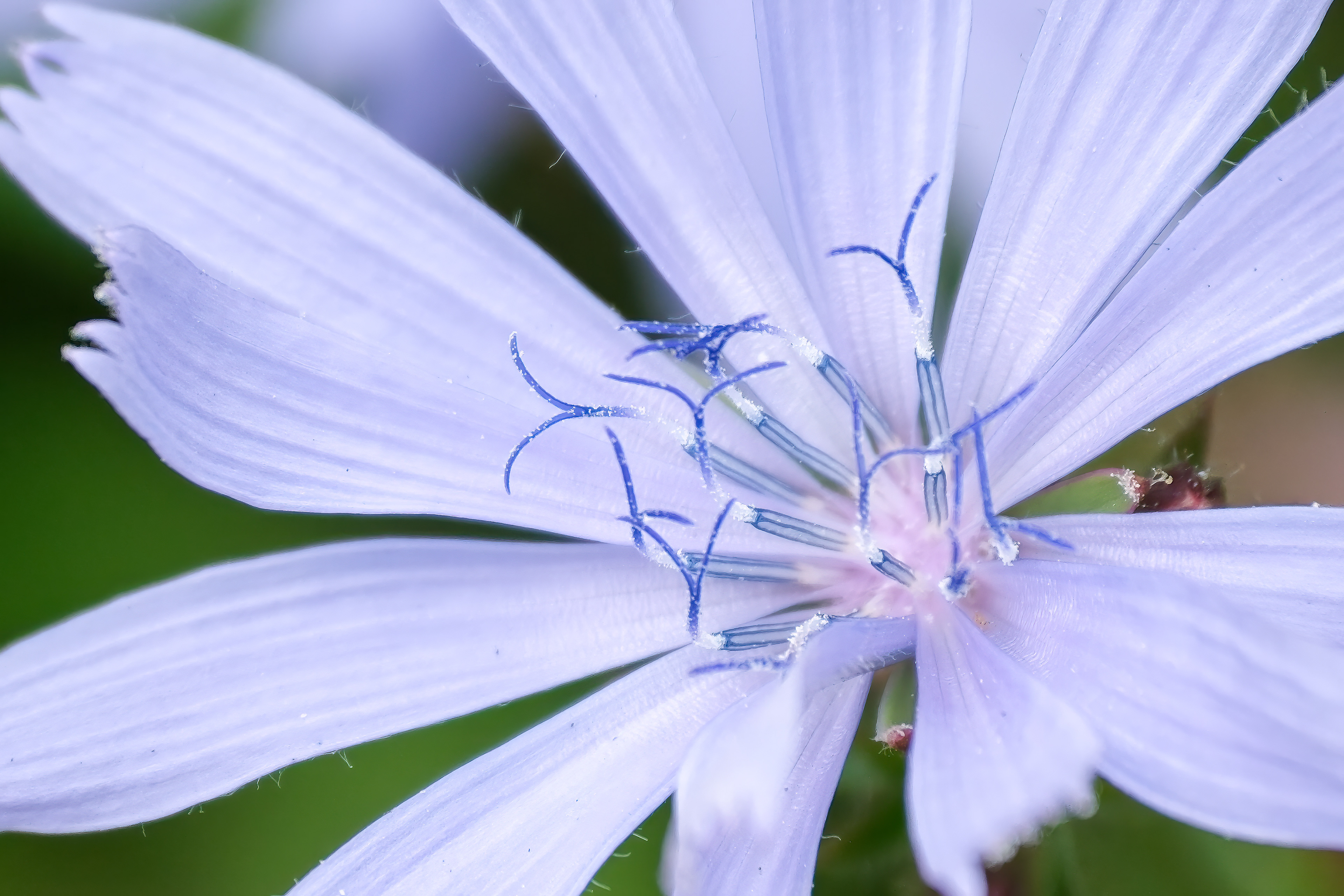 250720-245 Chicory (Cichorium intybus)