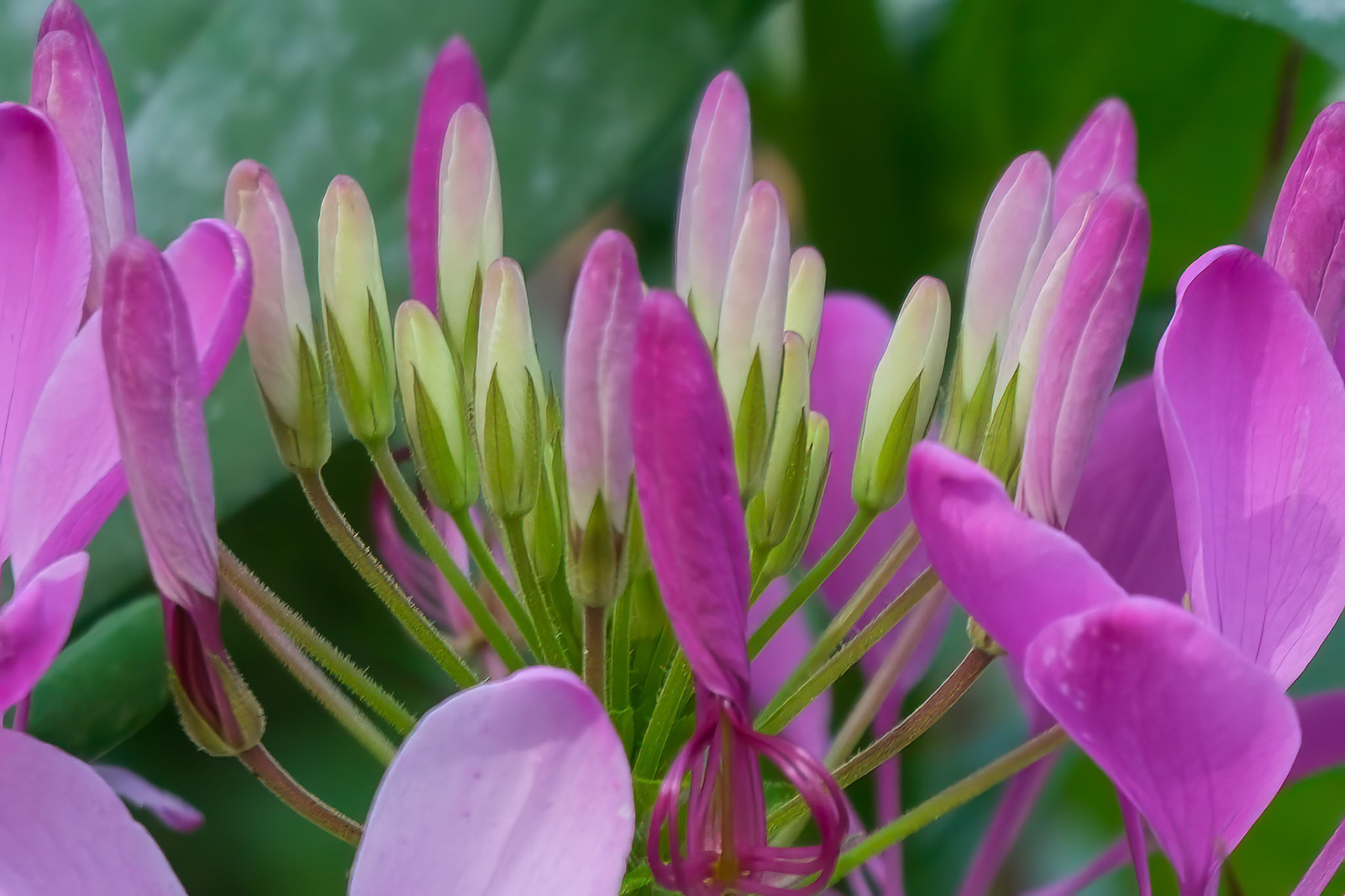 240906-456 Spider Flower (Cleome houtteana)