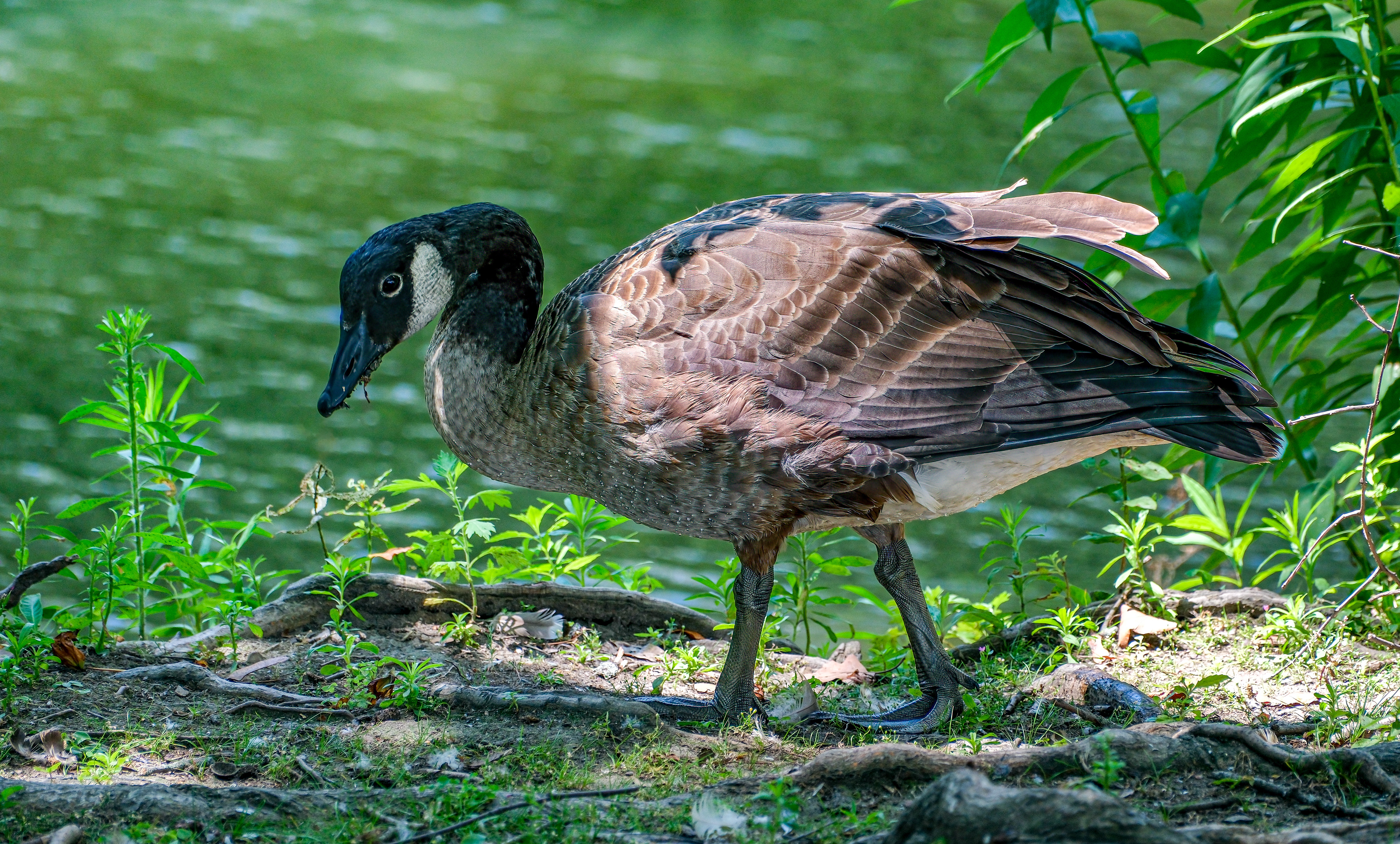 250720-205 Canada Goose (Branta canadensis)